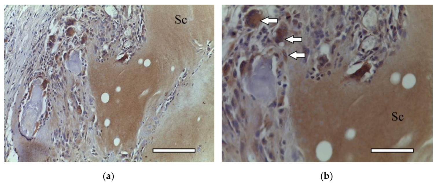 Ijms 23 02703 g012 Ijms 23 02703 g012