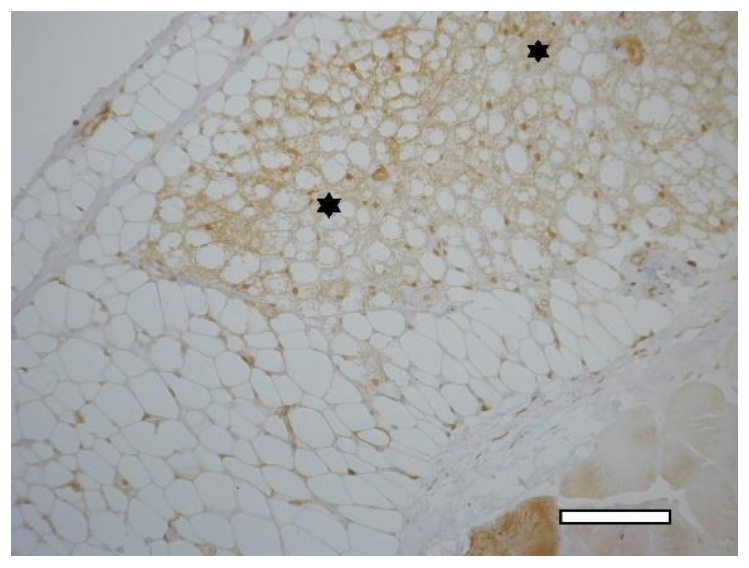 Ijms 23 02703 g013 Ijms 23 02703 g013