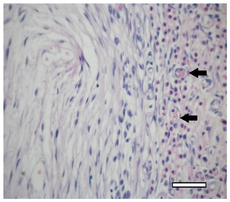 Ijms 23 02703 g016 Ijms 23 02703 g016