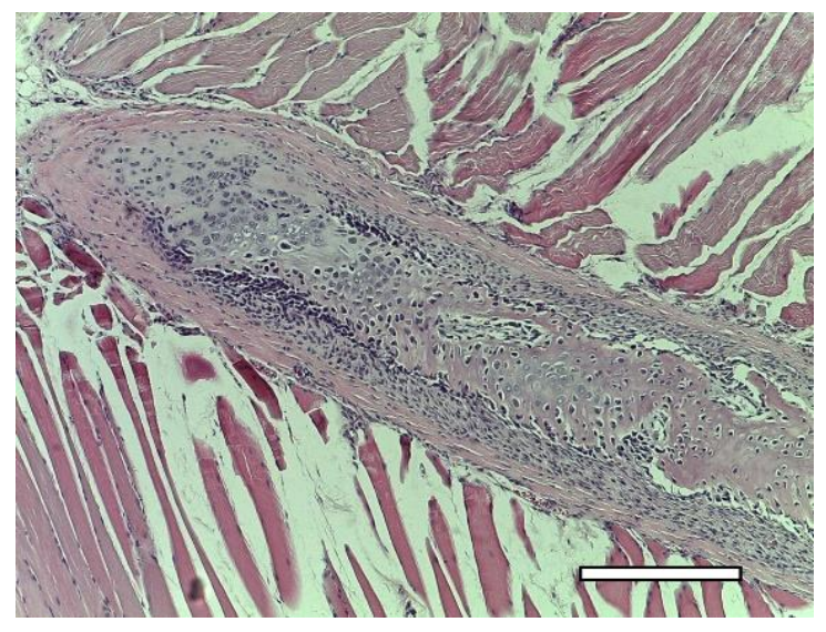 Ijms 23 02703 g019 Ijms 23 02703 g019