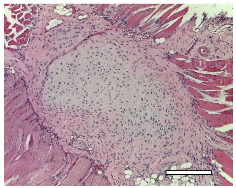 Ijms 23 02703 g020 Ijms 23 02703 g020