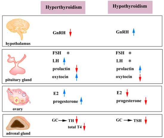 IJMS | Free Full-Text | A New Perspective on Thyroid Hormones: Crosstalk with Reproductive Hormones in Females A New Perspective... 