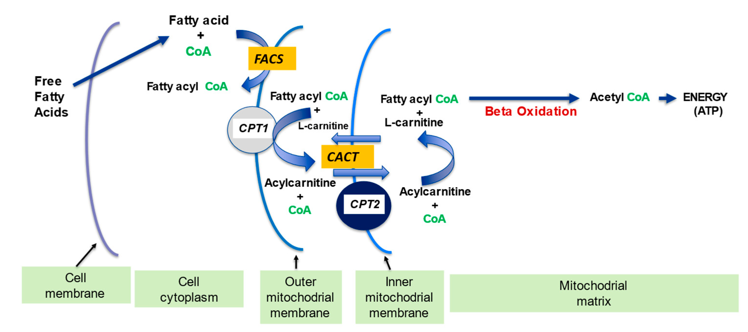 IJMS Free FullText The Role of lCarnitine in Mitochondria