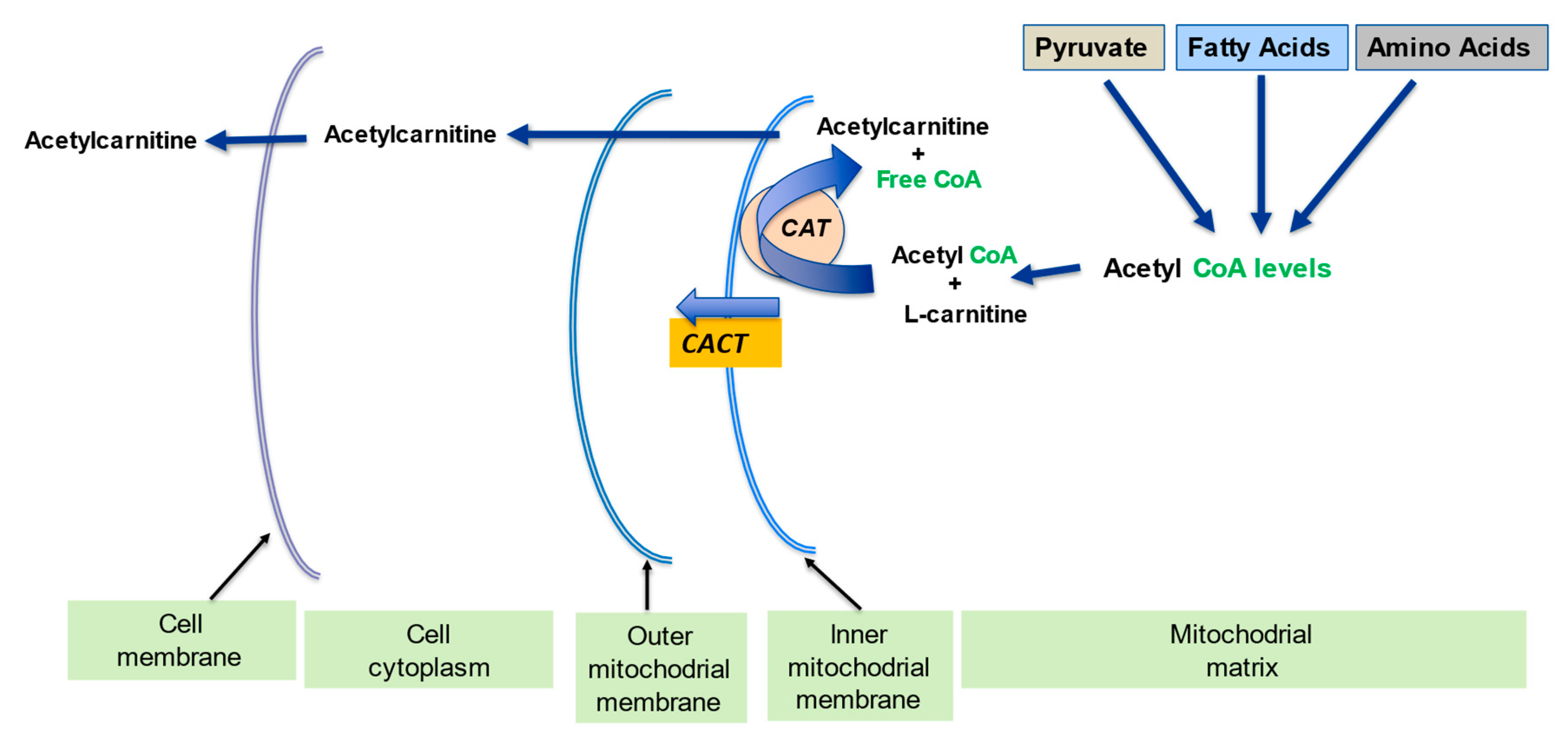 IJMS Free FullText The Role of lCarnitine in Mitochondria