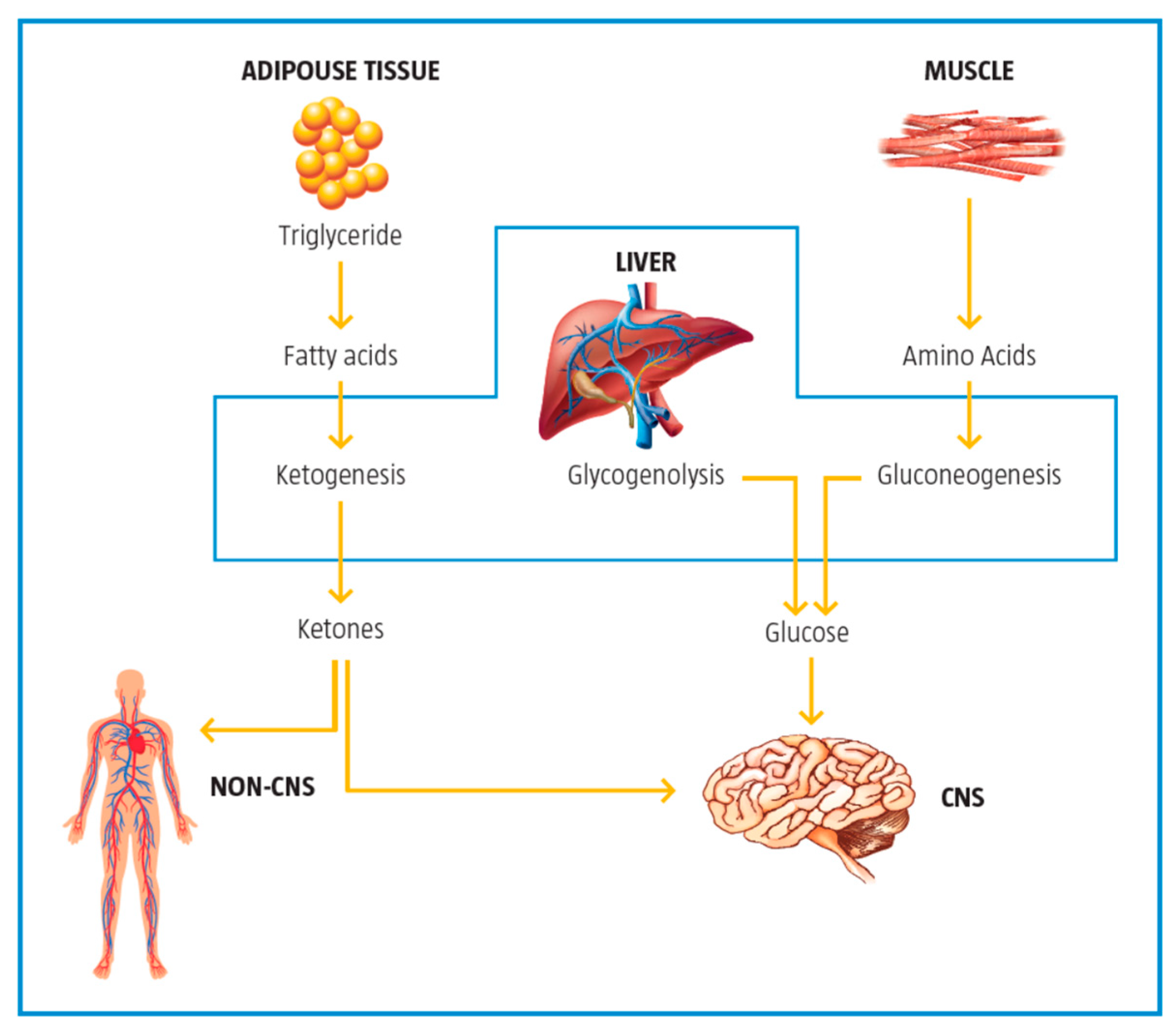 IJMS Free FullText The Role of lCarnitine in Mitochondria