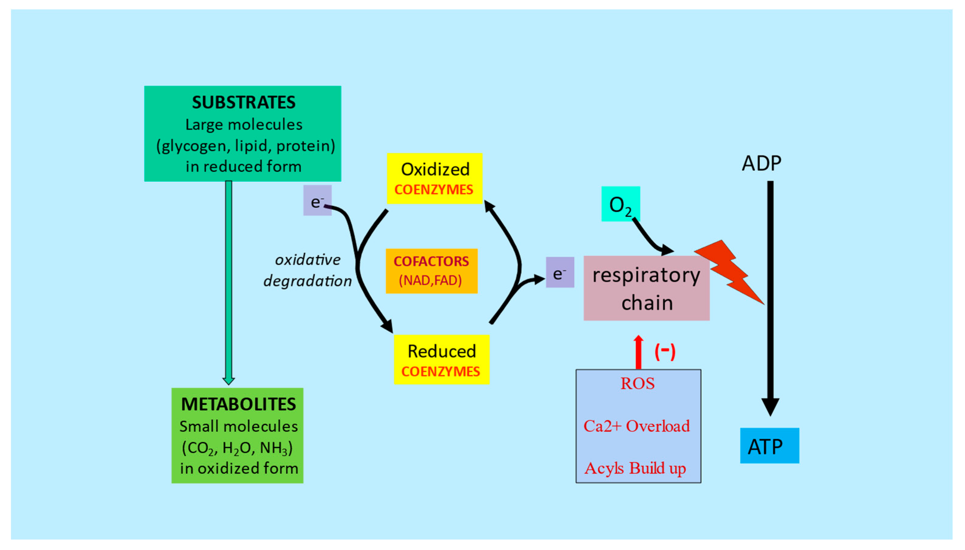 IJMS Free FullText The Role of lCarnitine in Mitochondria