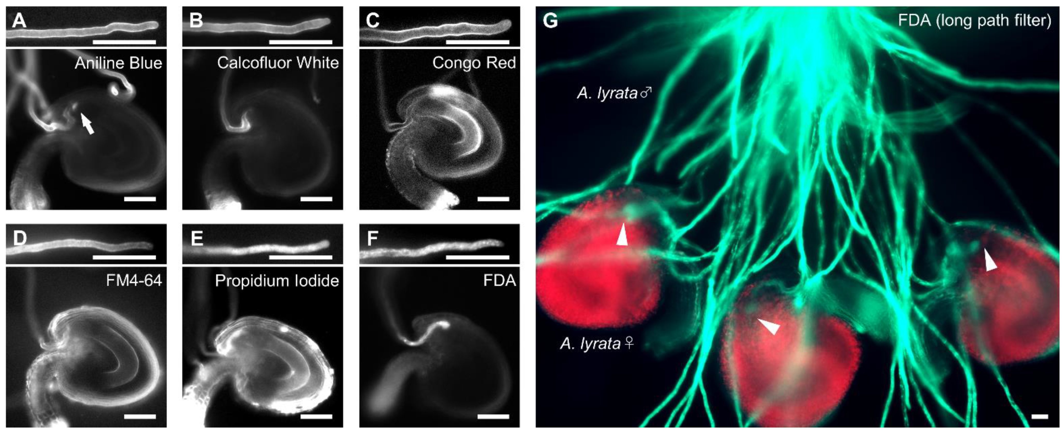 Ijms 23 02722 g001 Ijms 23 02722 g001