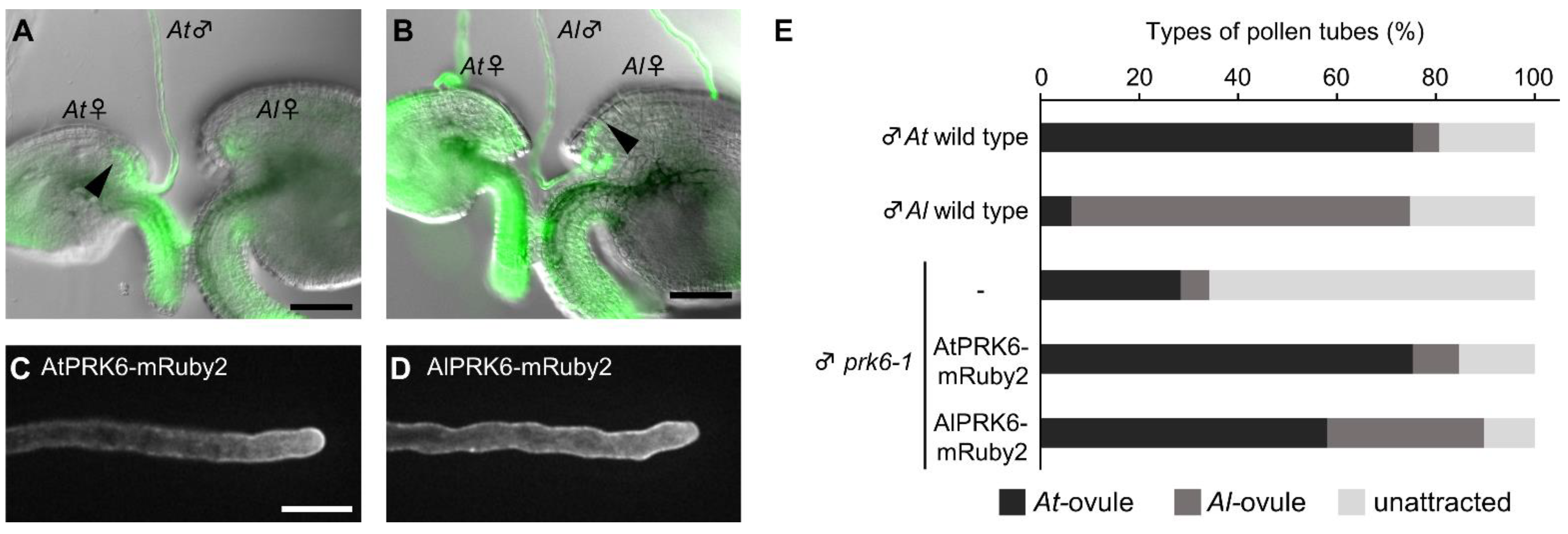 Ijms 23 02722 g004 Ijms 23 02722 g004
