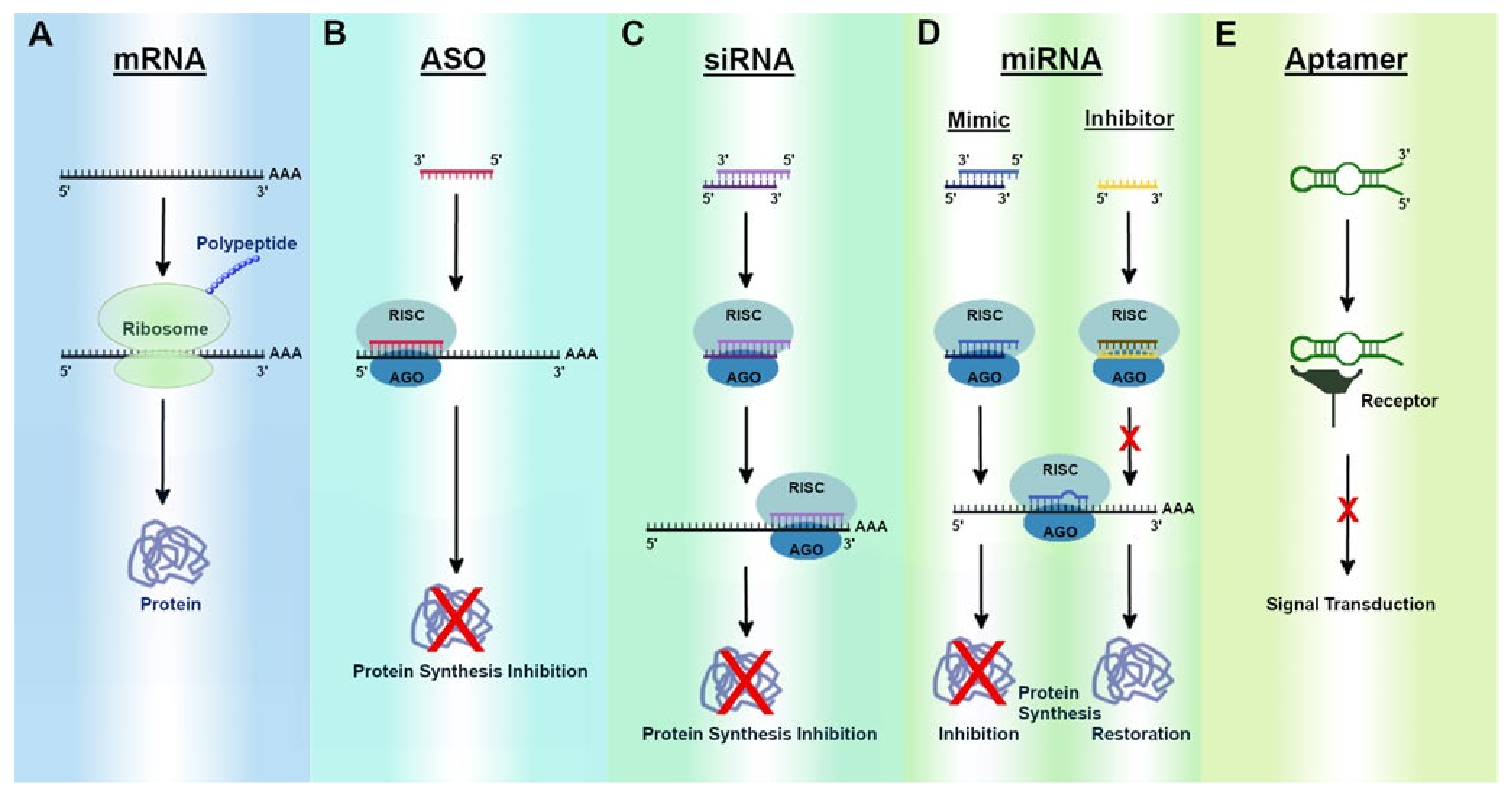 Current Advances in RNA Therapeutics for Human Diseases