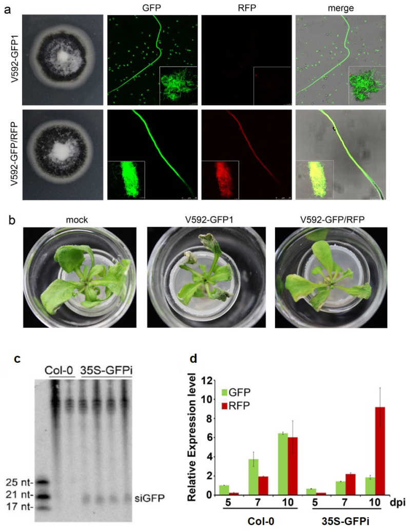 Ijms 23 02742 g003 550
