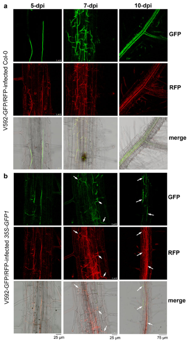 Ijms 23 02742 g004 550