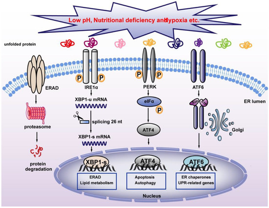 Spliced or Unspliced, That Is the Question: The Biological Roles