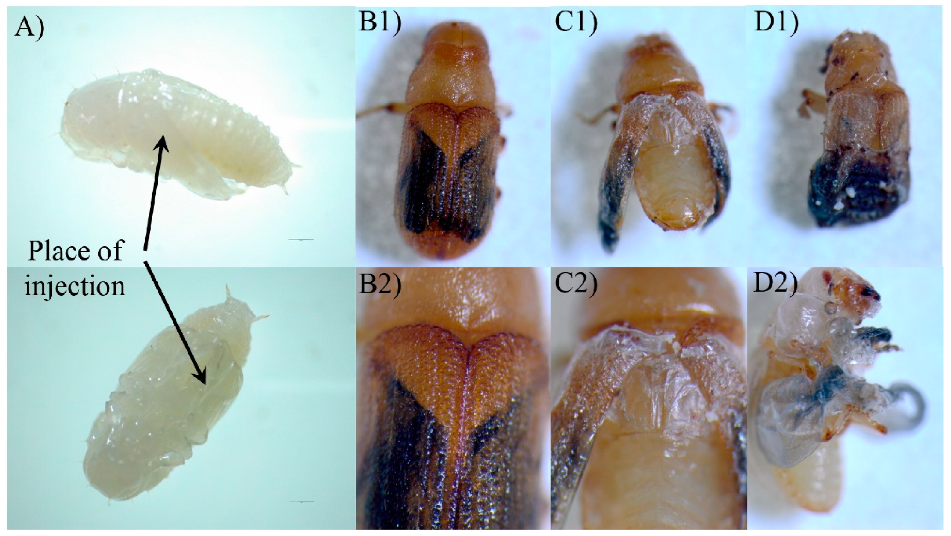 Ijms 23 02749 g009 550