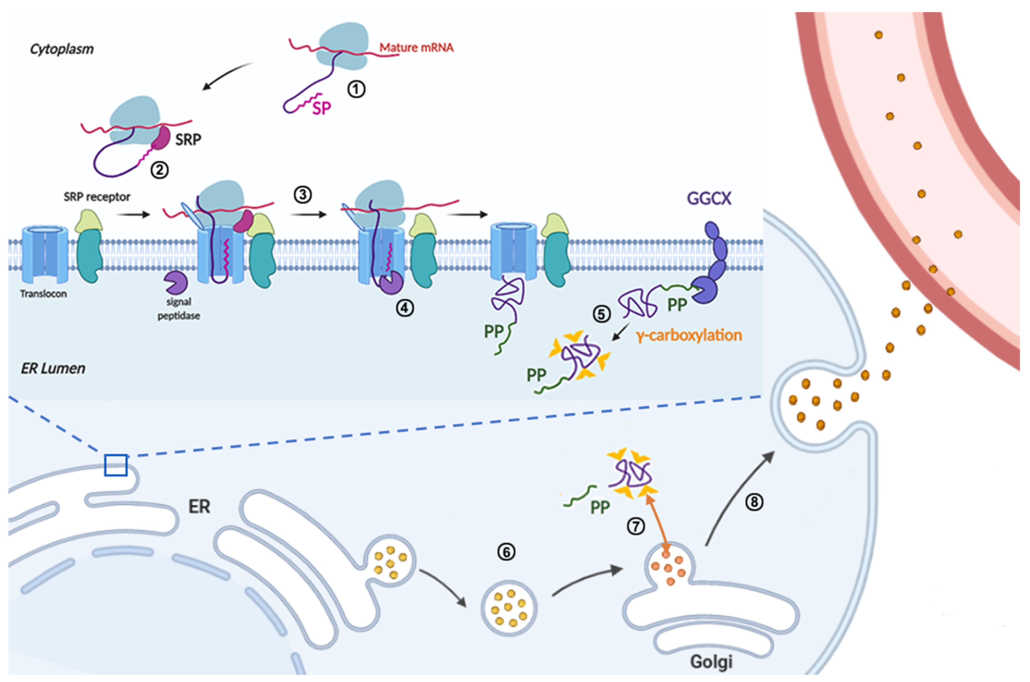 Ijms 23 02762 g002 Ijms 23 02762 g002