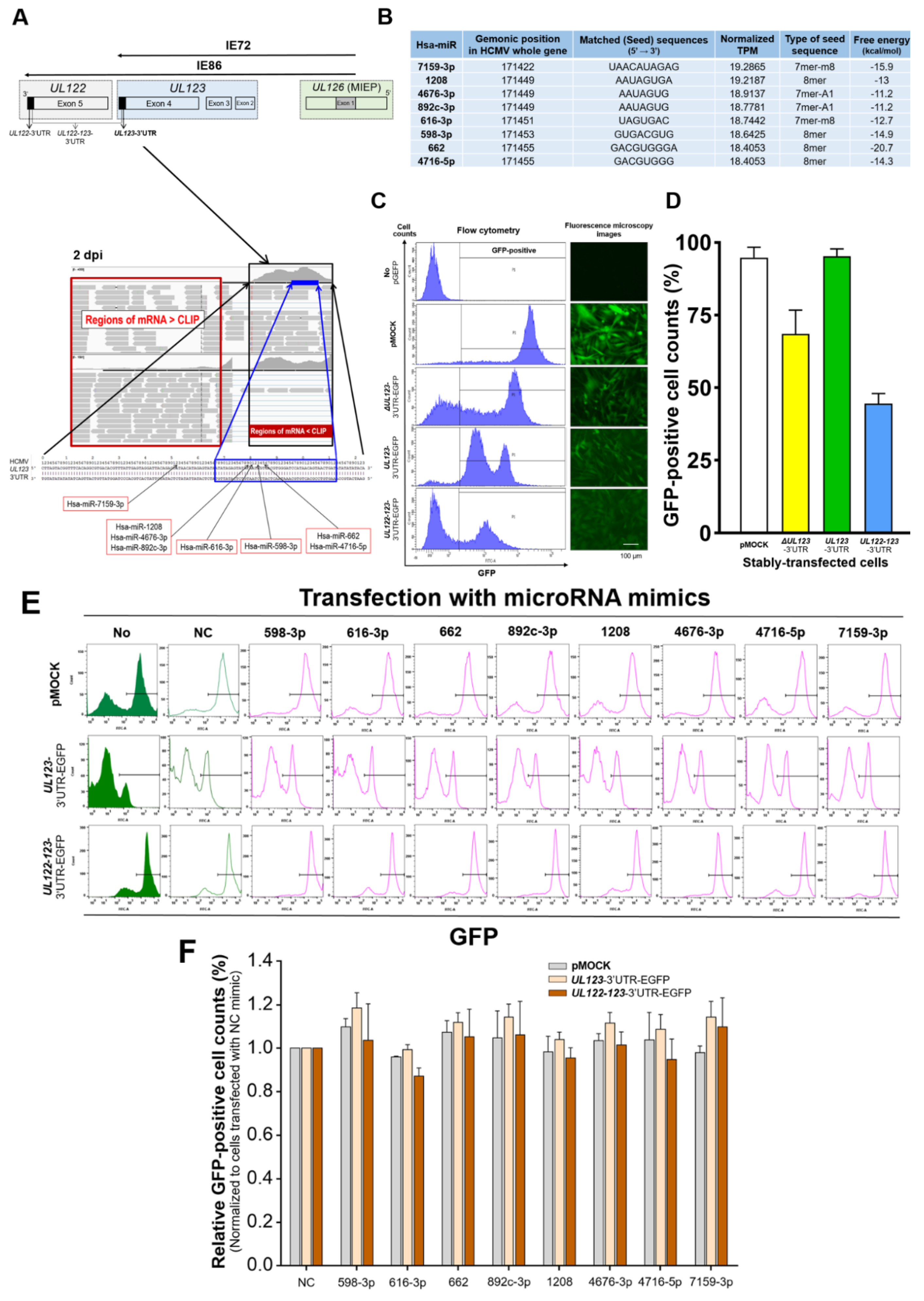 IJMS | Free Full-Text | Human MicroRNAs Attenuate the Expression of  Immediate Early Proteins and HCMV Replication during Lytic and Latent  Infection in Connection with Enhancement of Phosphorylated RelA/p65 (Serine  536) That