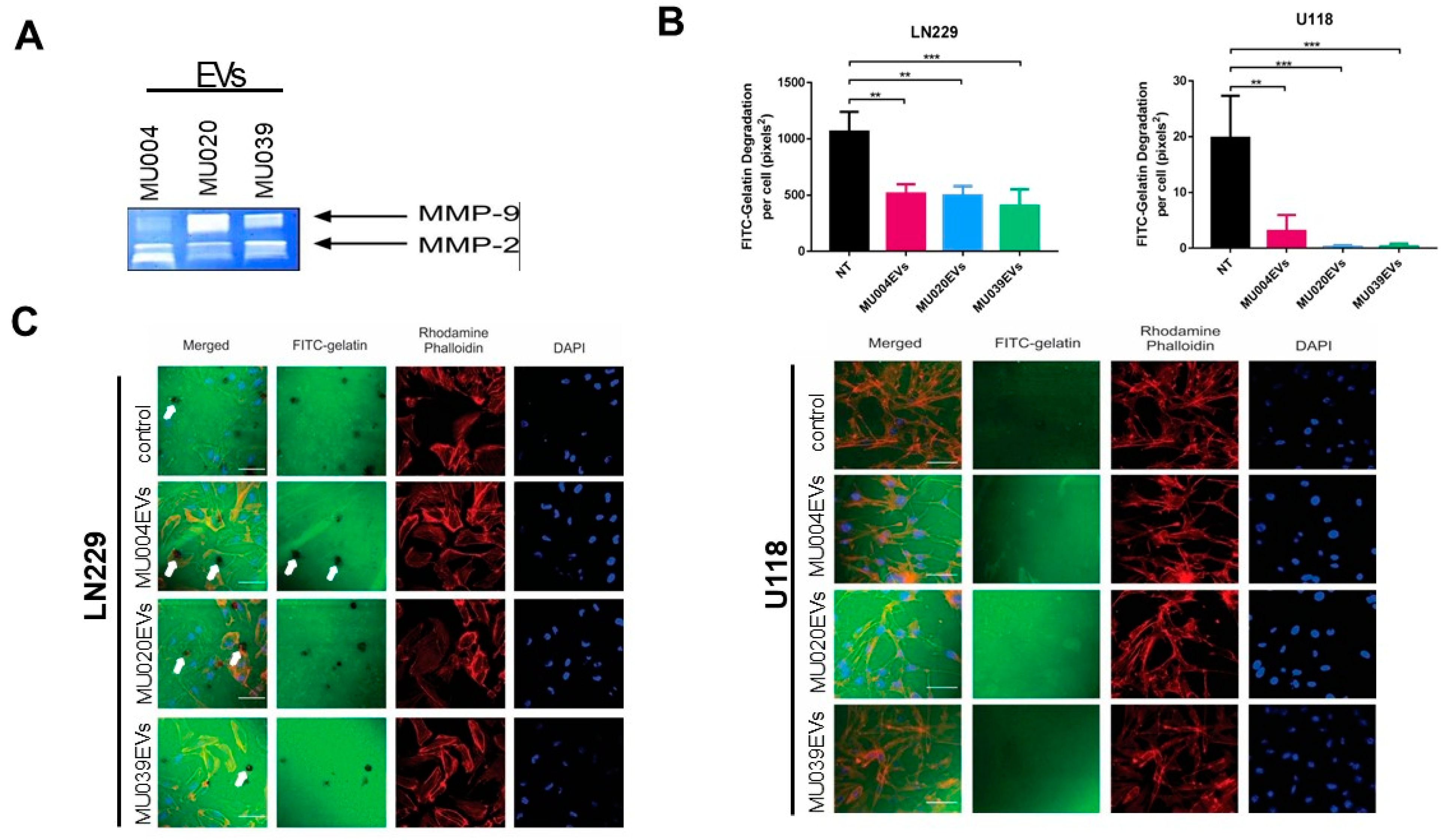 Ijms 23 02770 g004 550