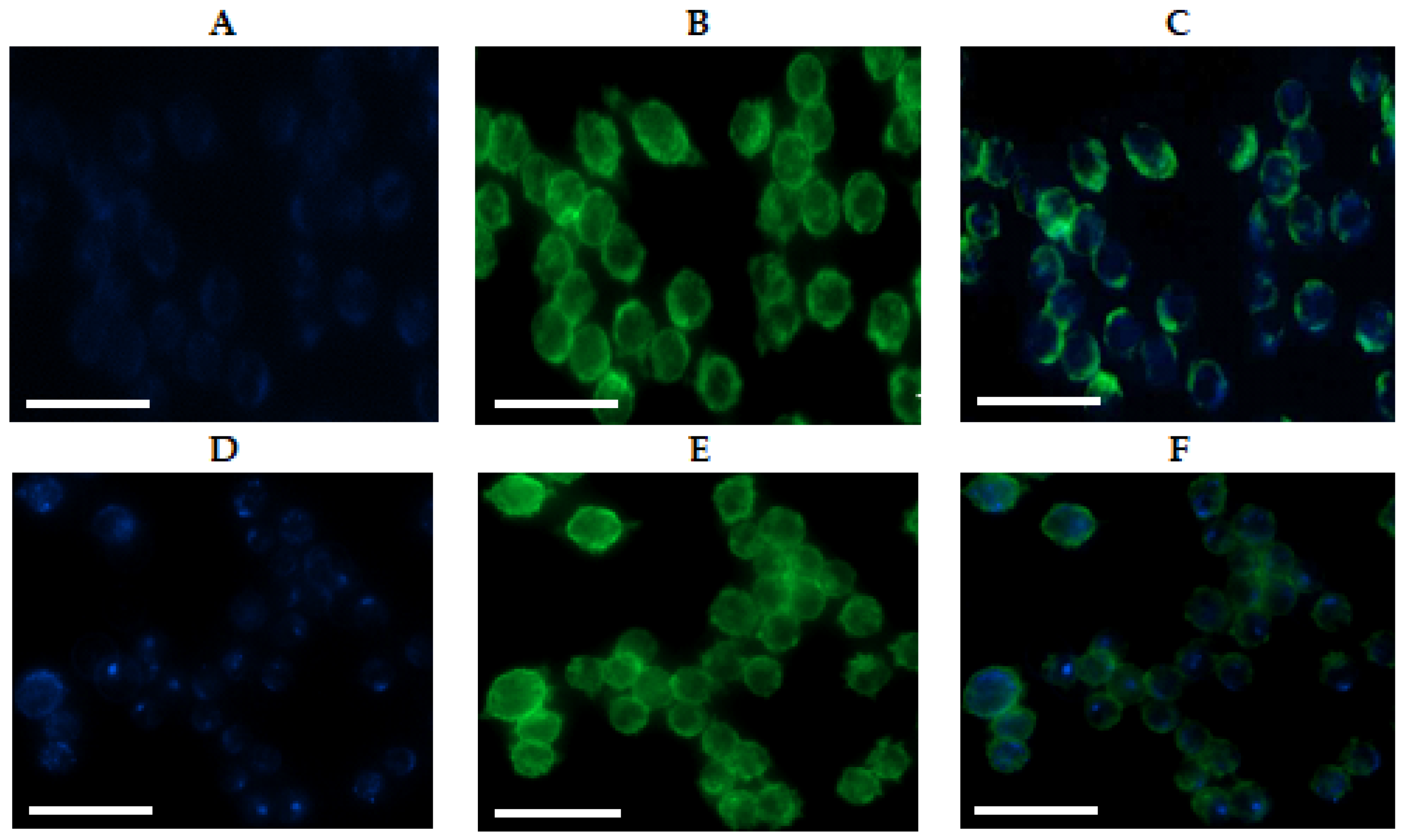 Ijms 23 02771 g007 550