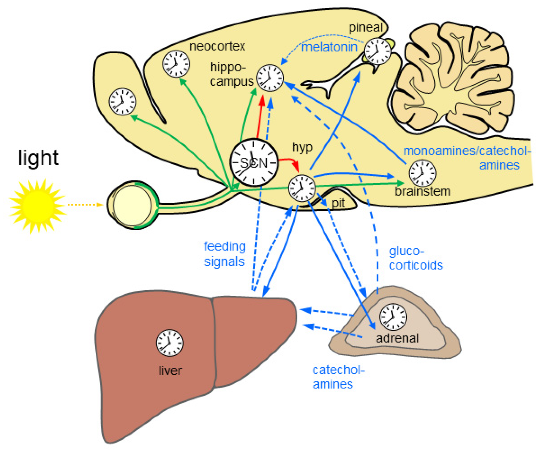 The Effects of Light and the Circadian System on Rhythmic