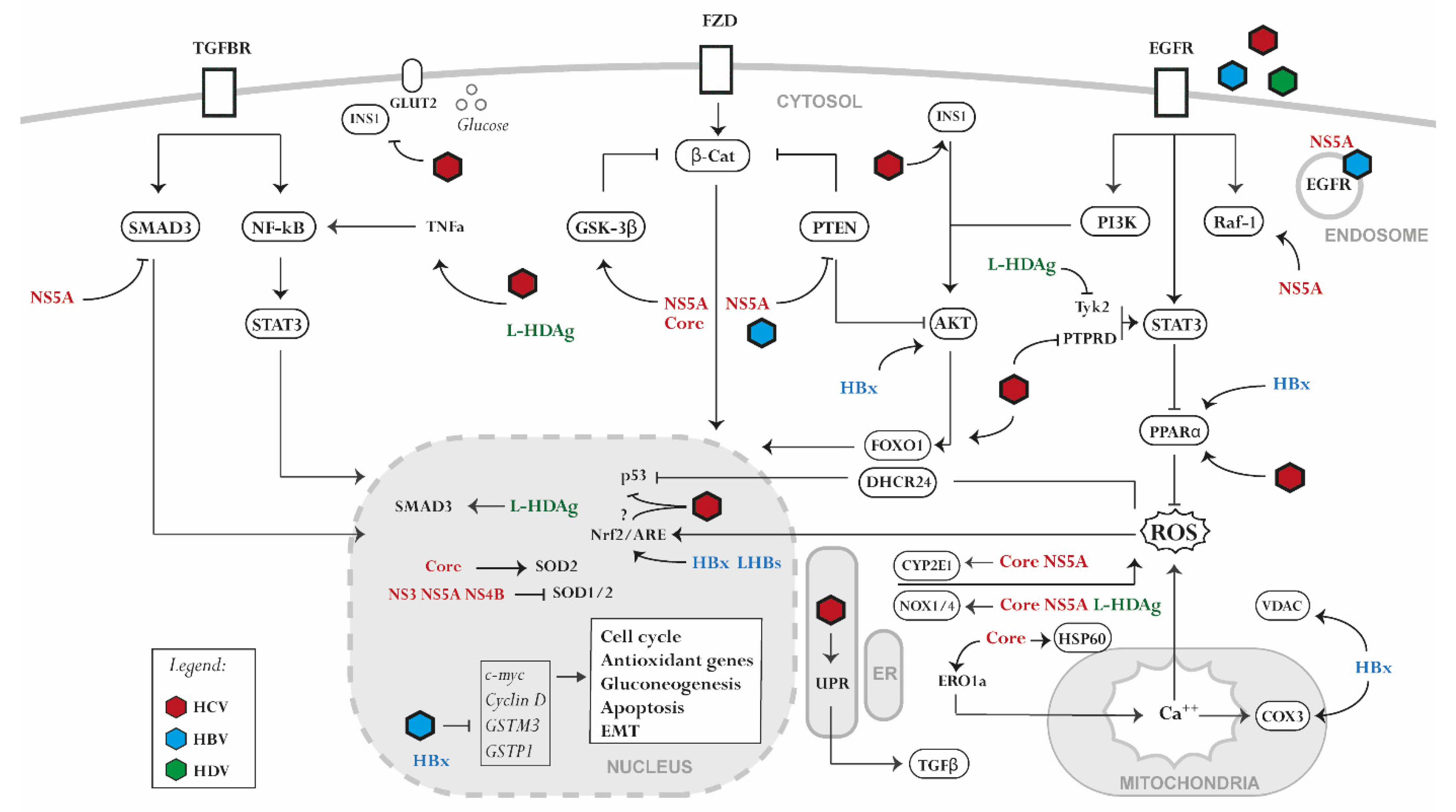 IJMS | Free Full-Text | Signaling Induced by Chronic Viral 