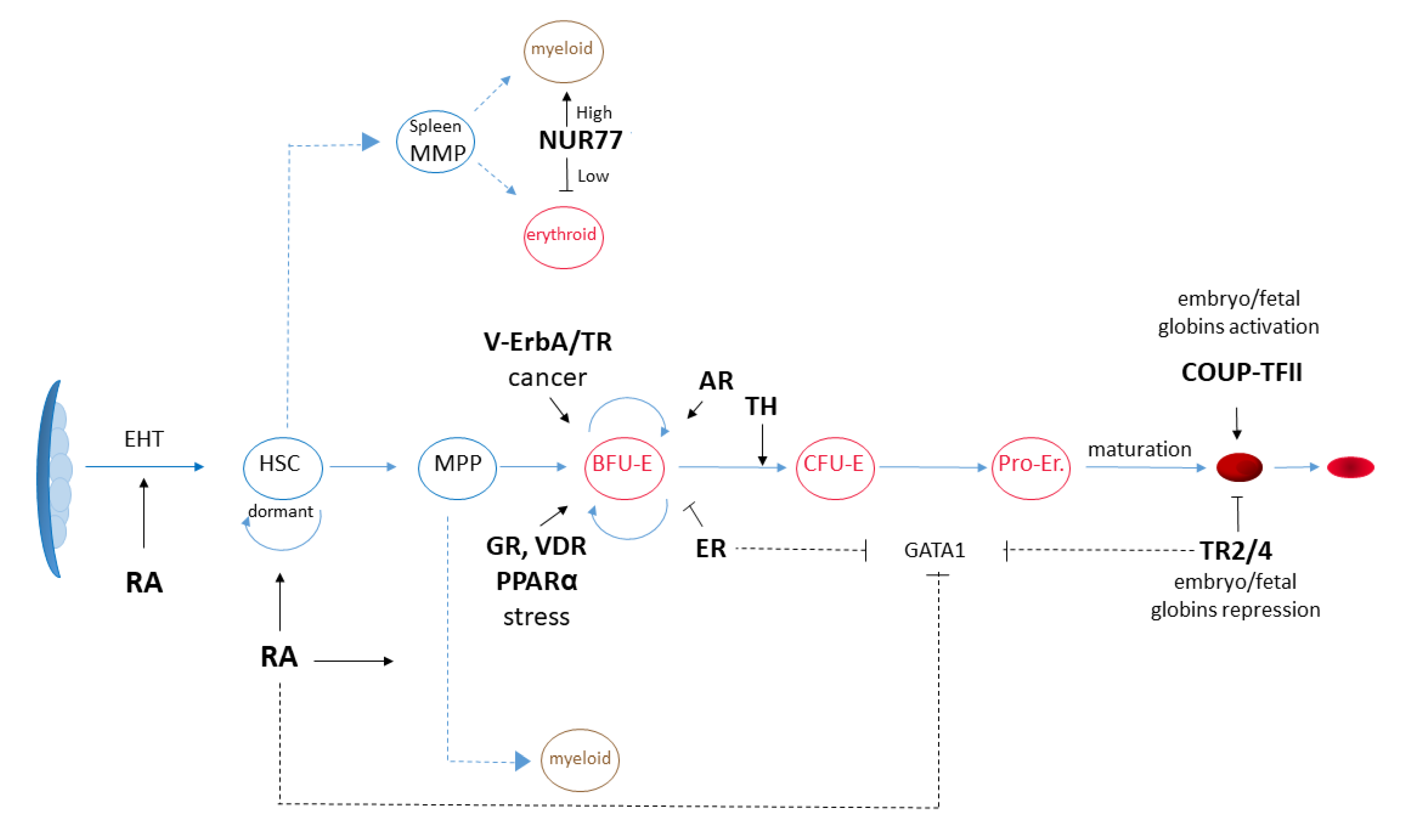 Ijms 23 02800 g002 Ijms 23 02800 g002