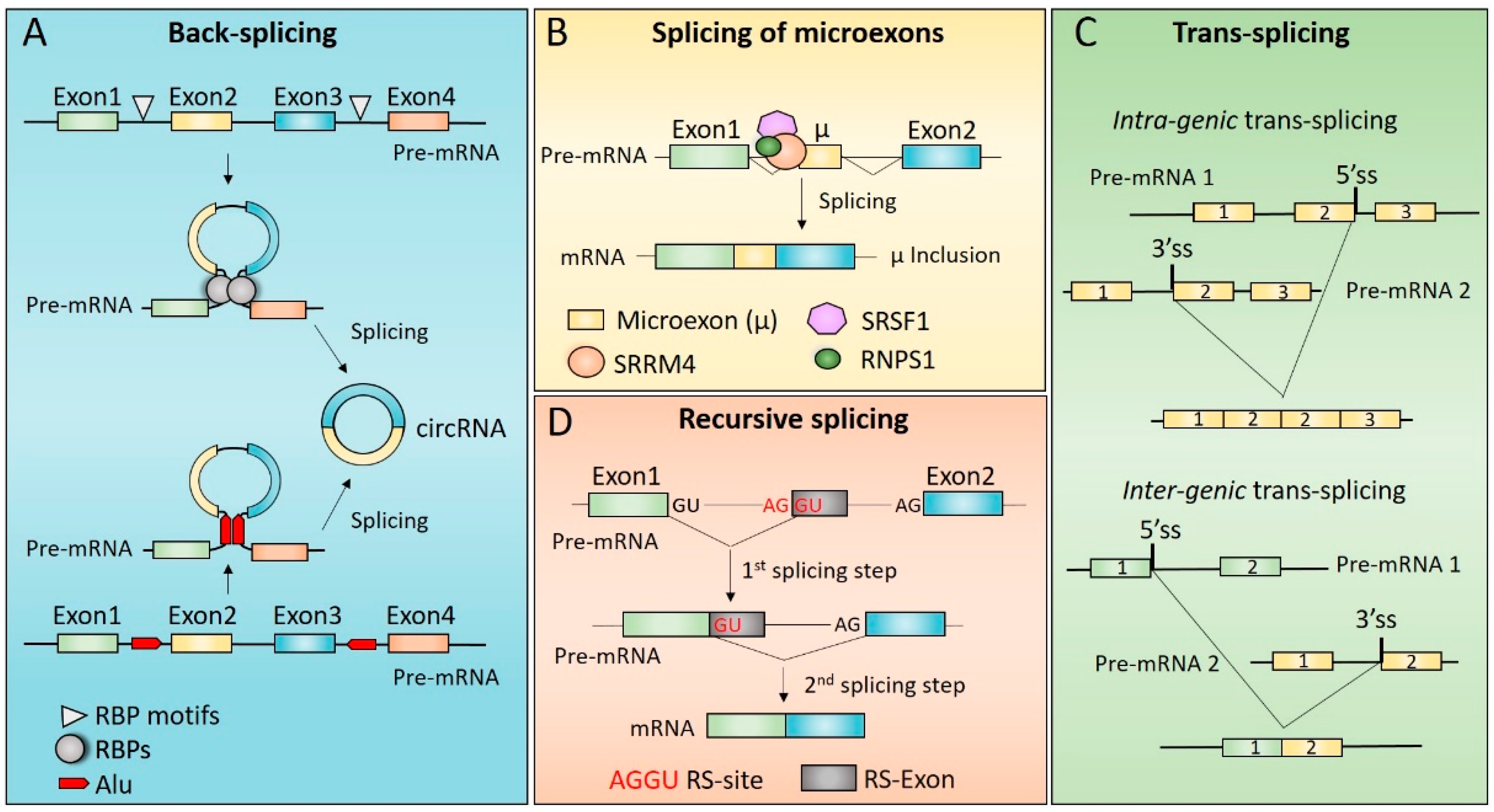 Analysis of mutations within the intron20 splice donor site of CREBBP in  patients with and without classical RSTS