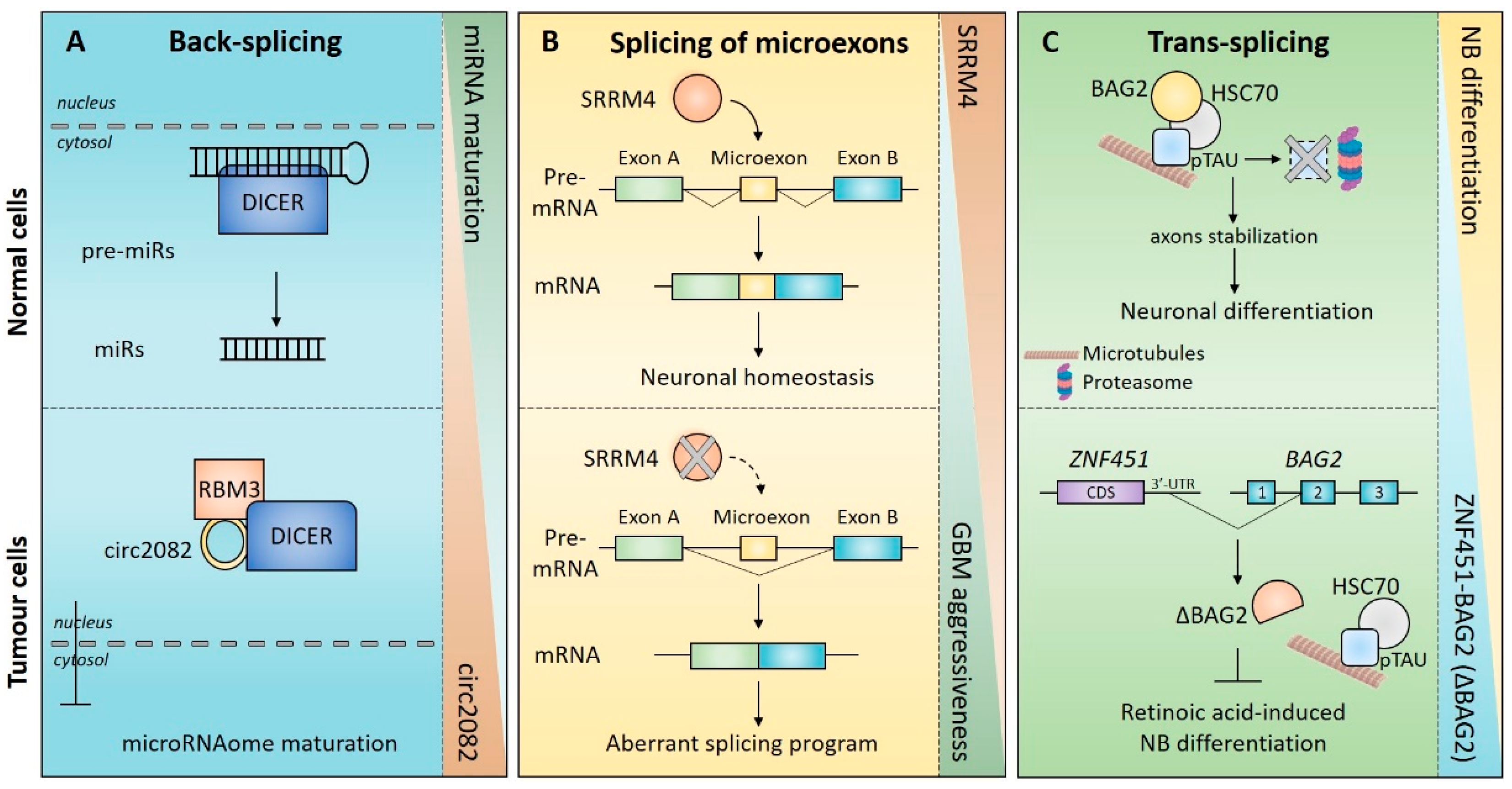 Ijms 23 02811 g003 Ijms 23 02811 g003