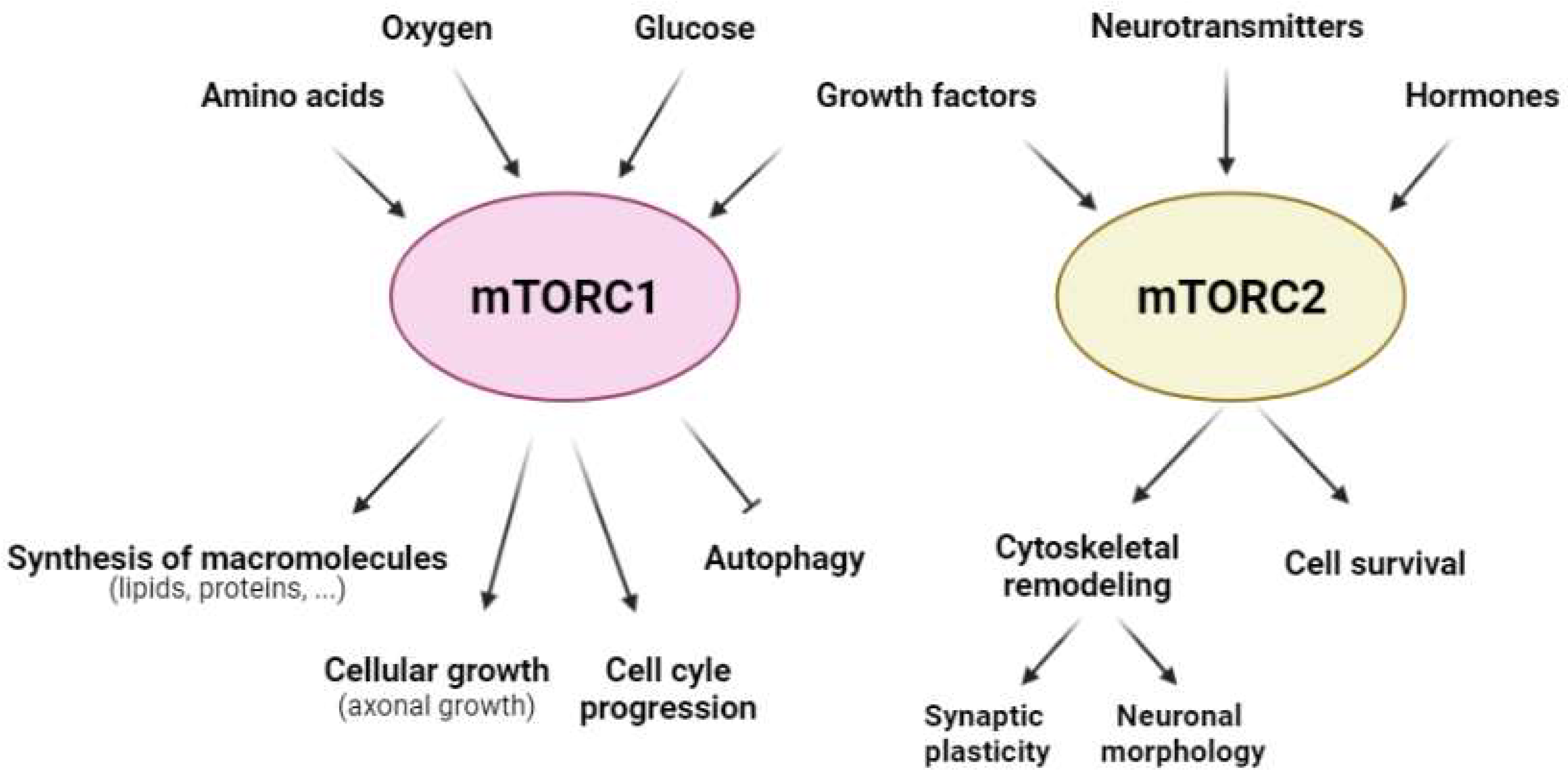 Ijms 23 02814 g002 550