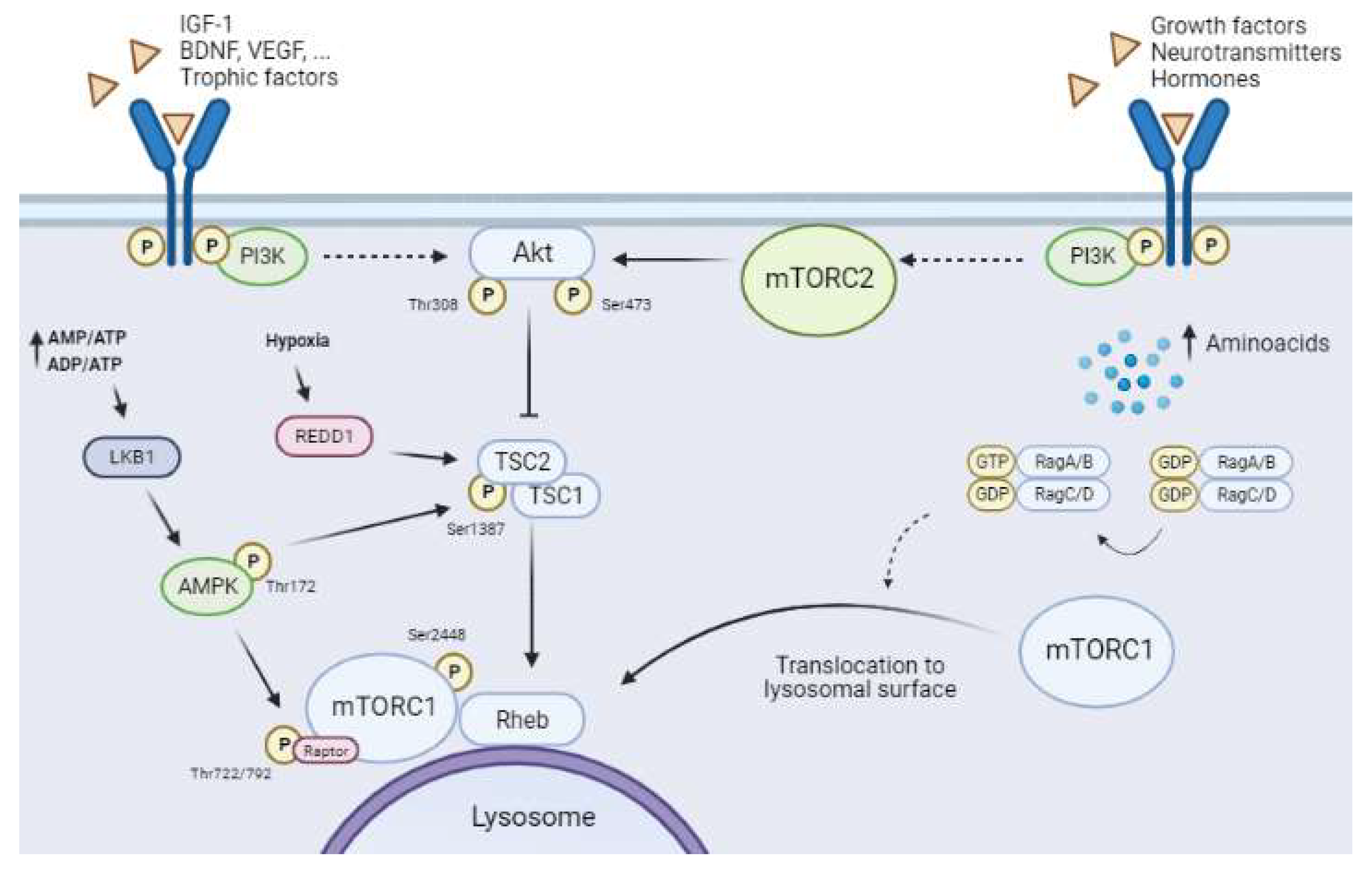 Ijms 23 02814 g003 550