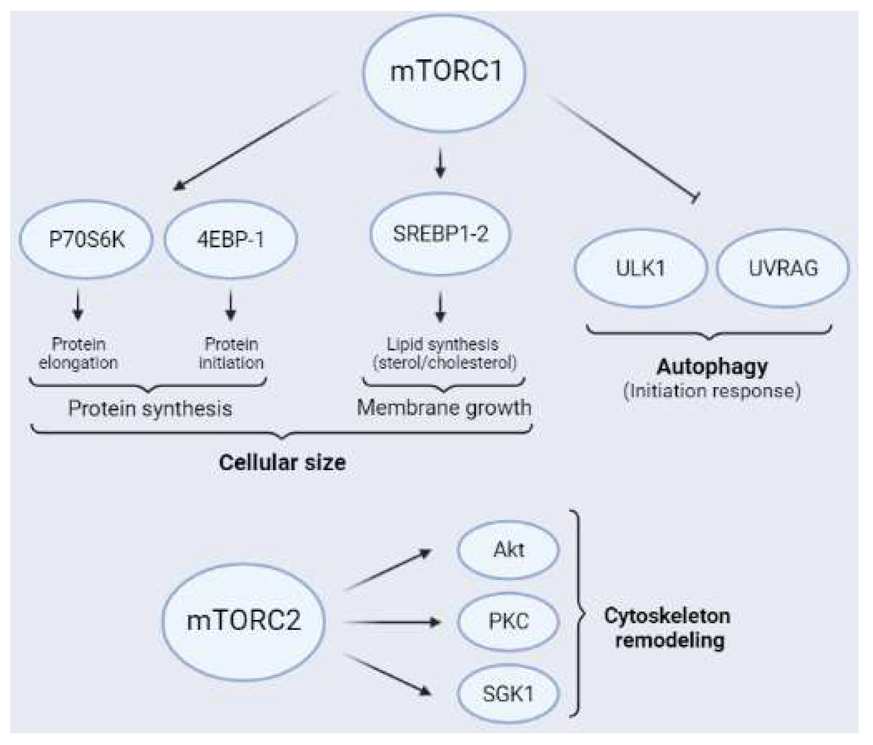 Ijms 23 02814 g004 550