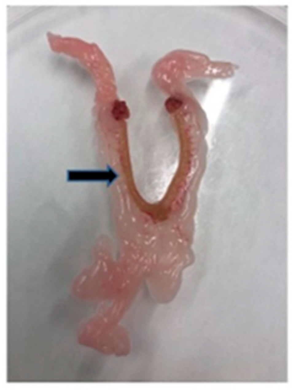 Ijms 23 02825 g006 550