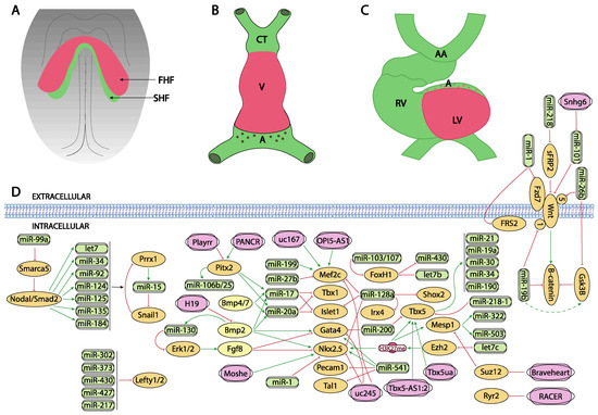 Post-Transcriptional Regulation of Molecular Determinants during
