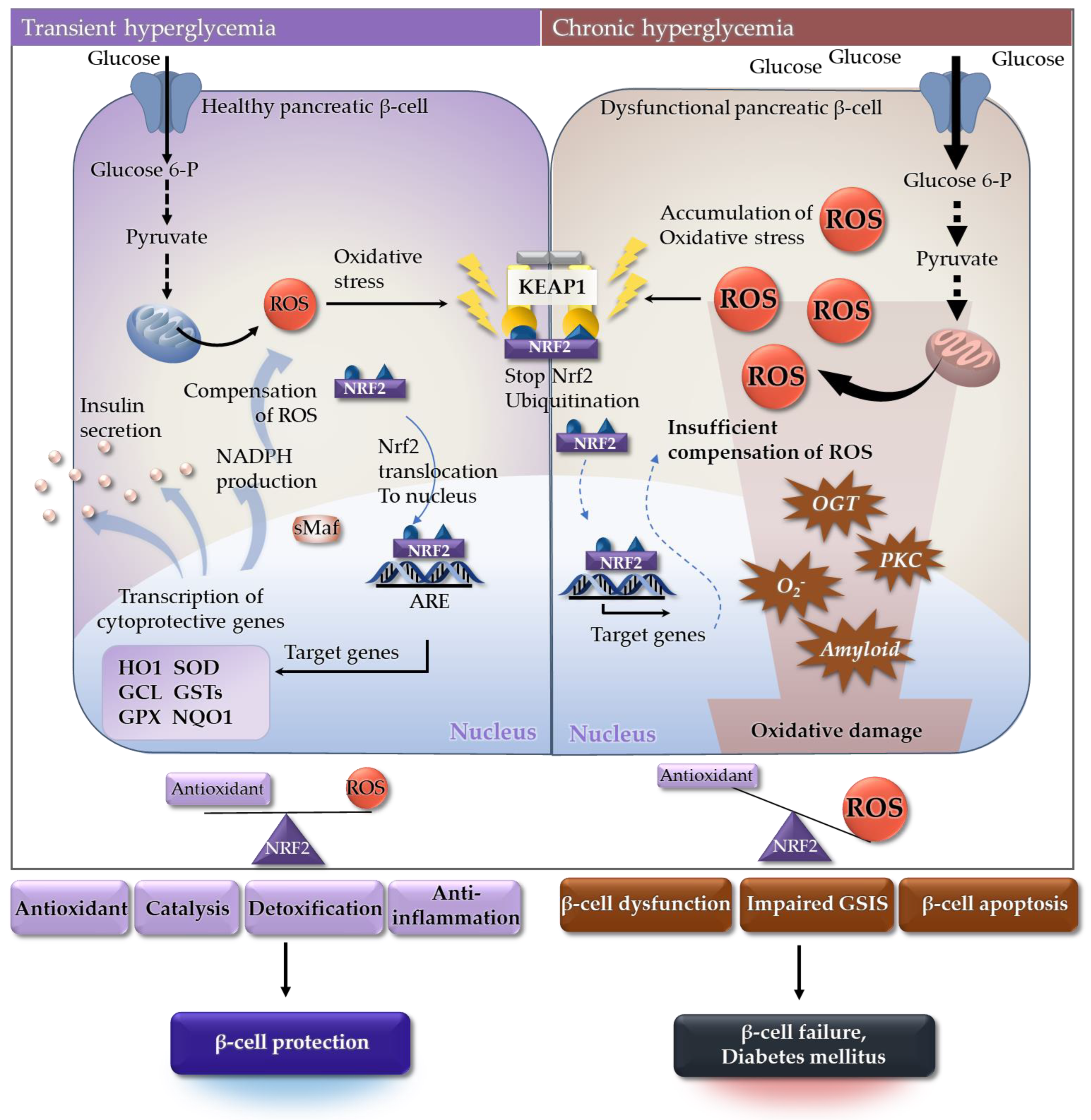 Ijms 23 02846 g004 550