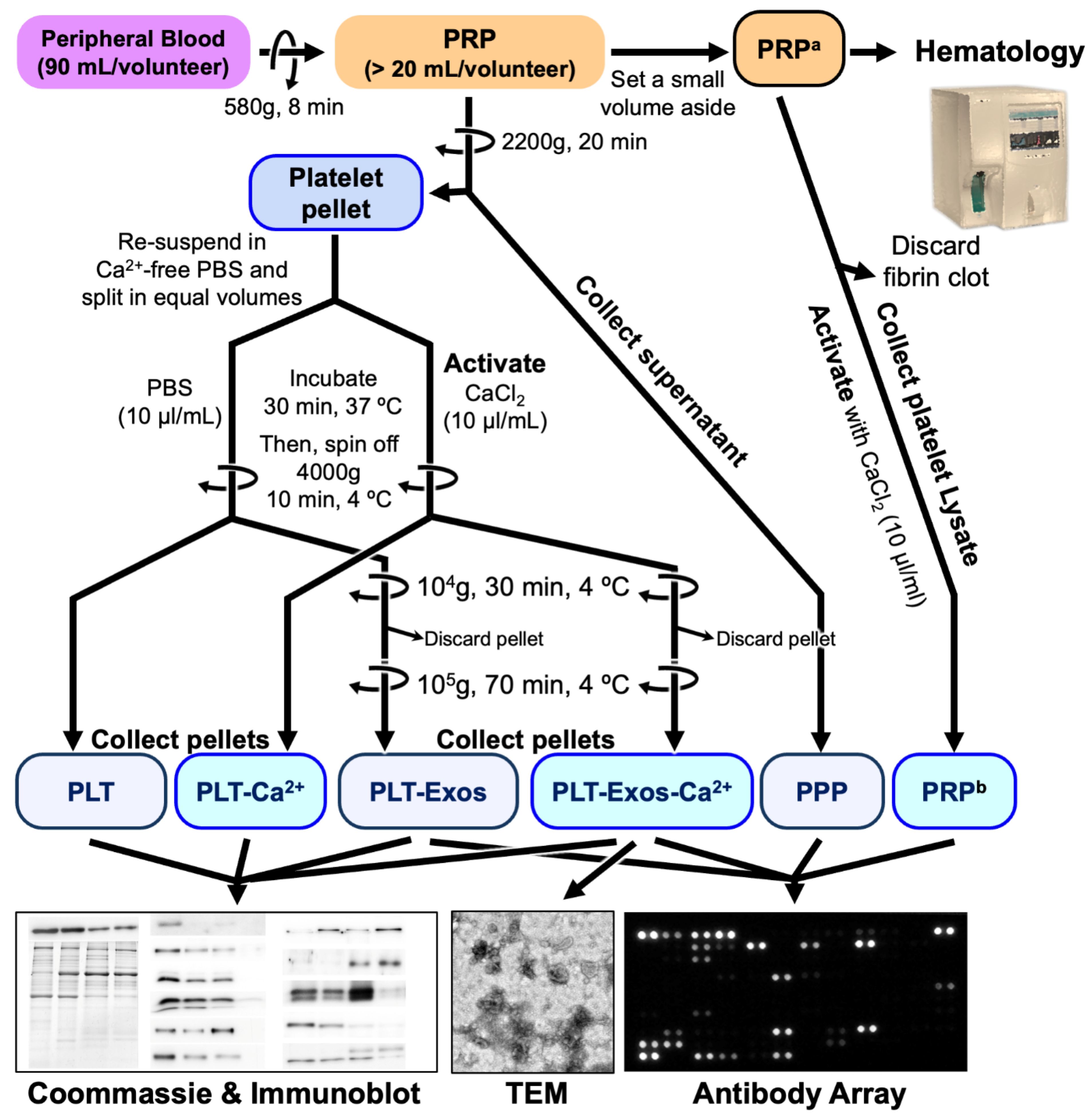 tk Frontiers | Tolerogenic dendritic cells and TLR4/IRAK4/NF-κB