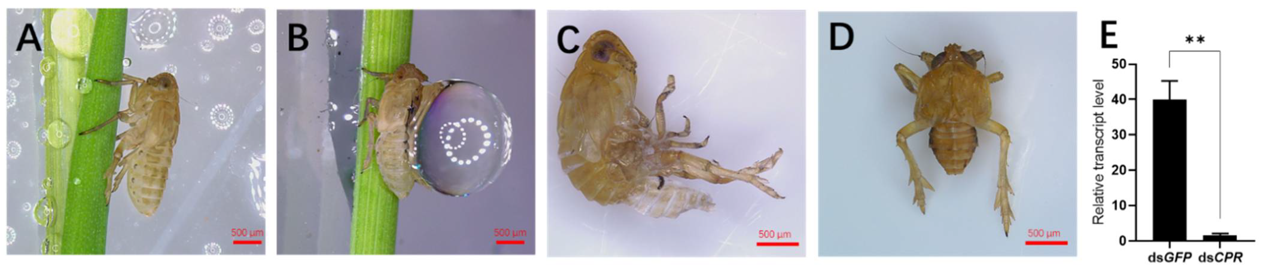 Ijms 23 02875 g002 Ijms 23 02875 g002