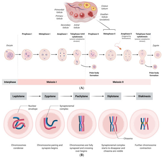 Illustration of spindle fibers during chromosome separation in anaphase of mitosis in the year 2021