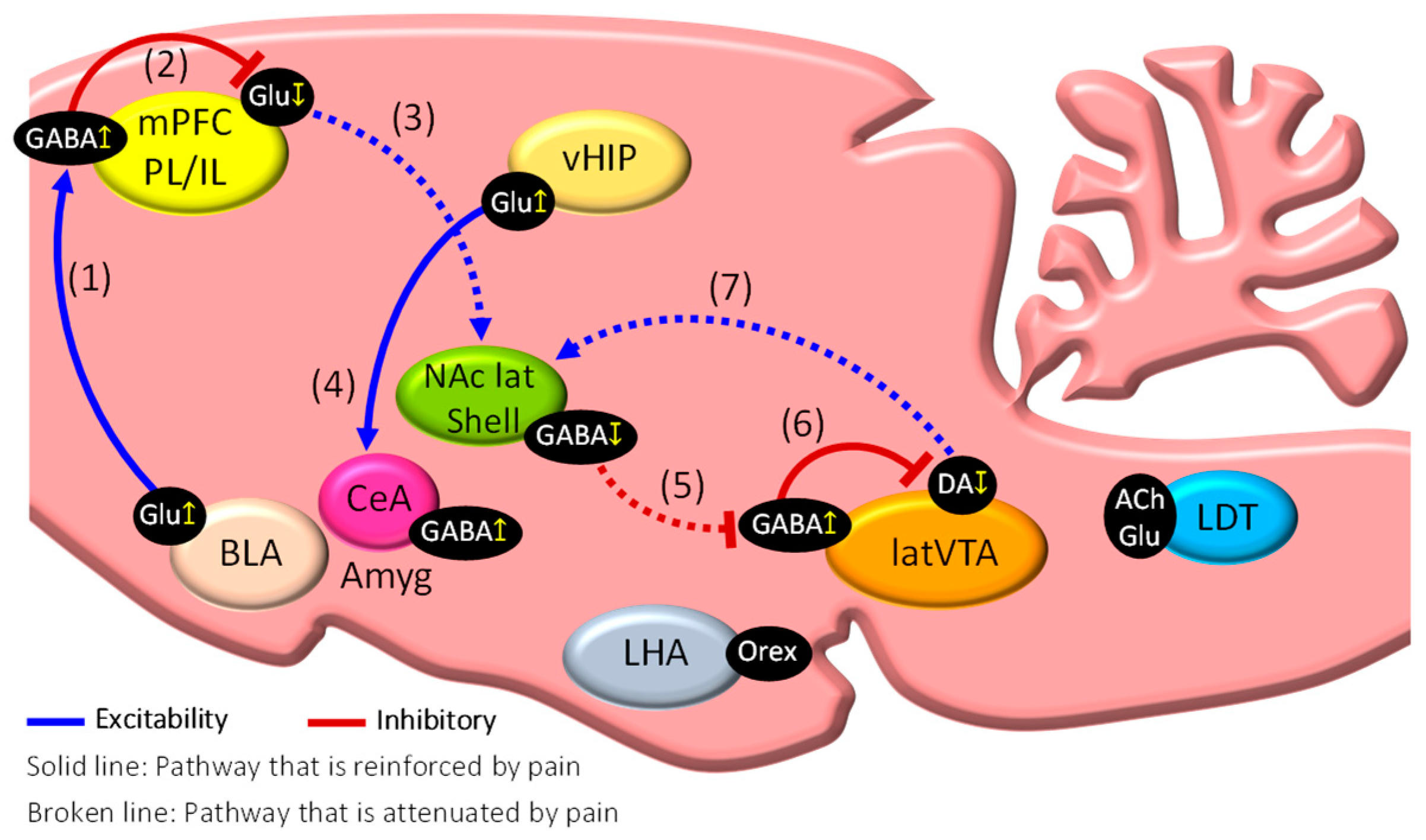 Ijms 23 02886 g002 550