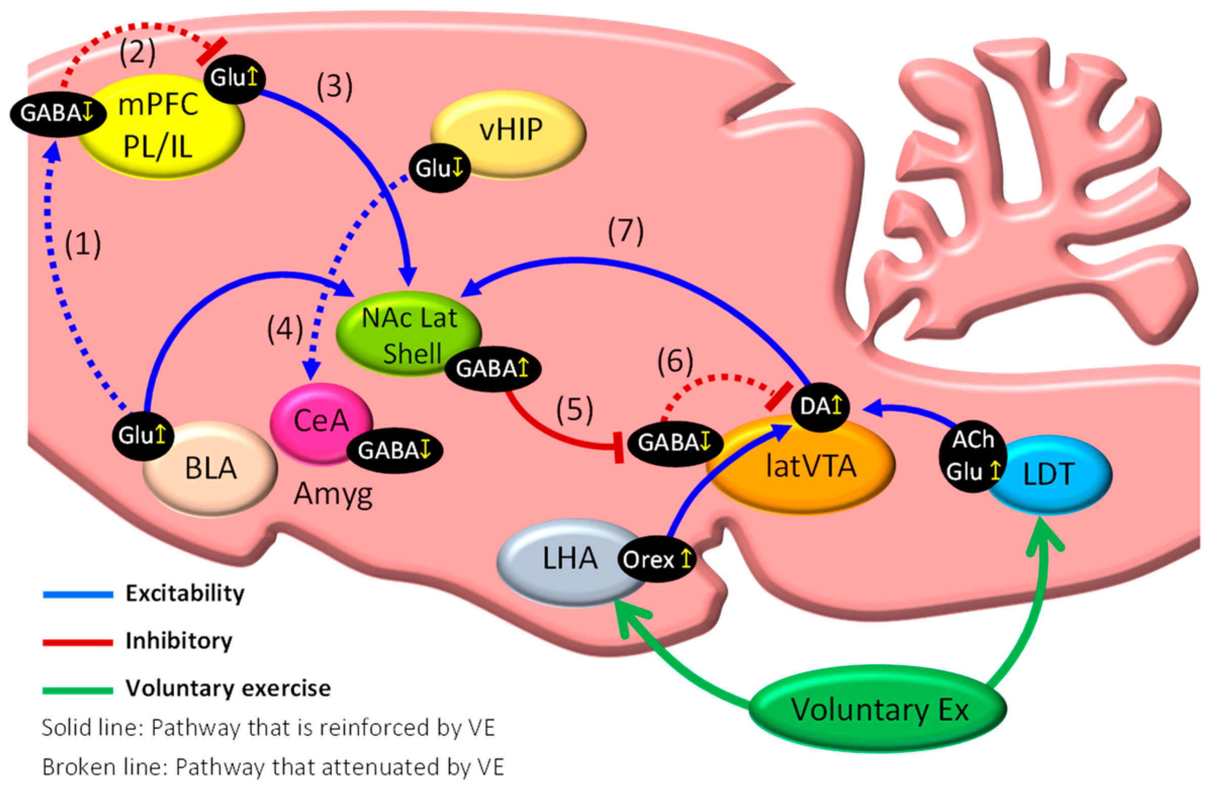 Ijms 23 02886 g004 550