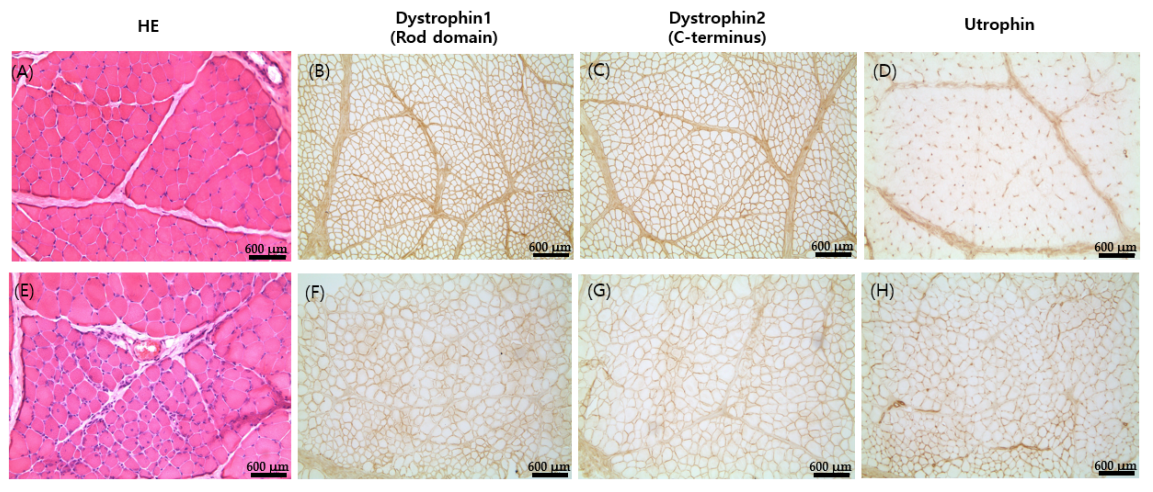 Ijms 23 02898 g003 550