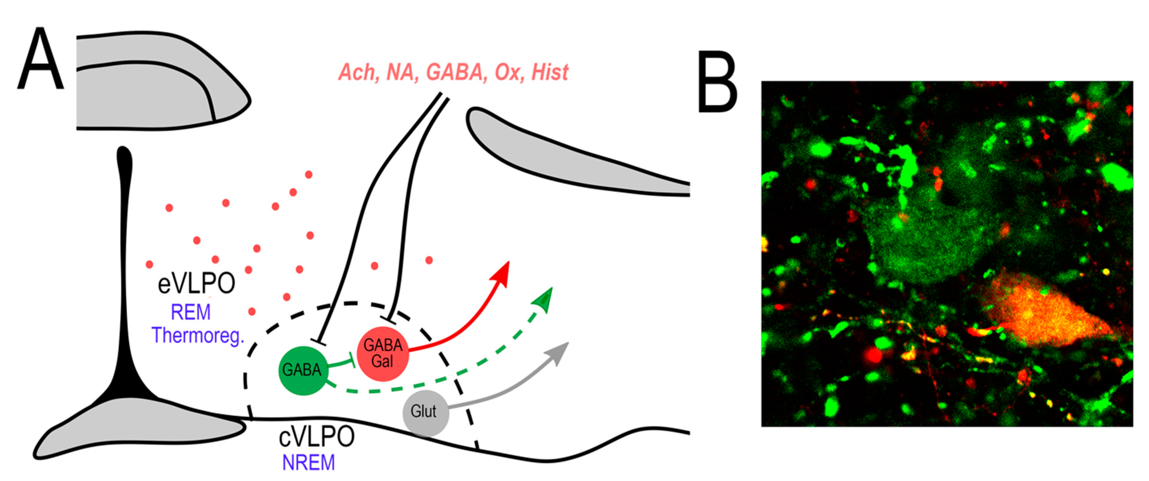 Ijms 23 02905 g001 Ijms 23 02905 g001
