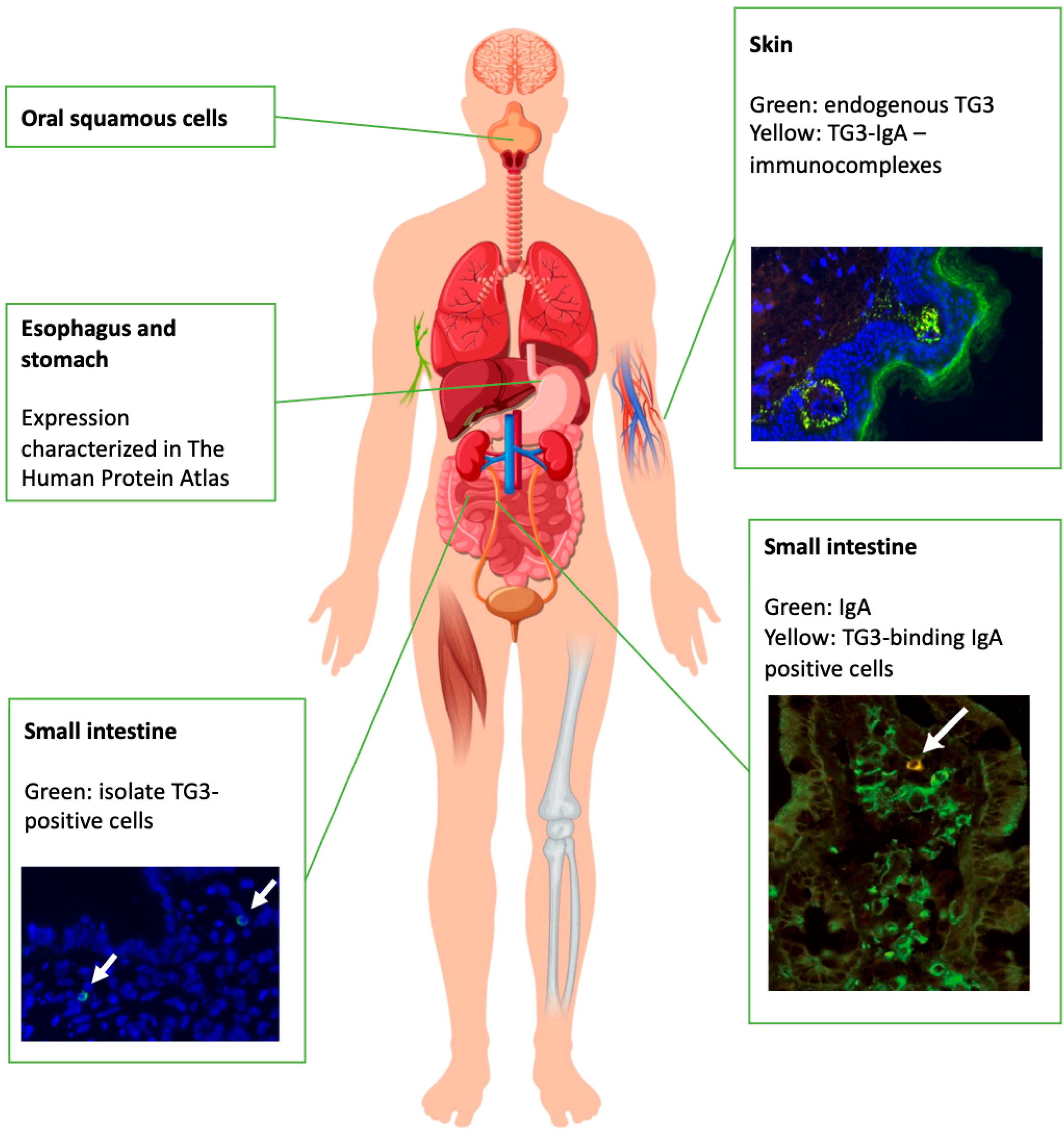Ijms 23 02910 g001 Ijms 23 02910 g001