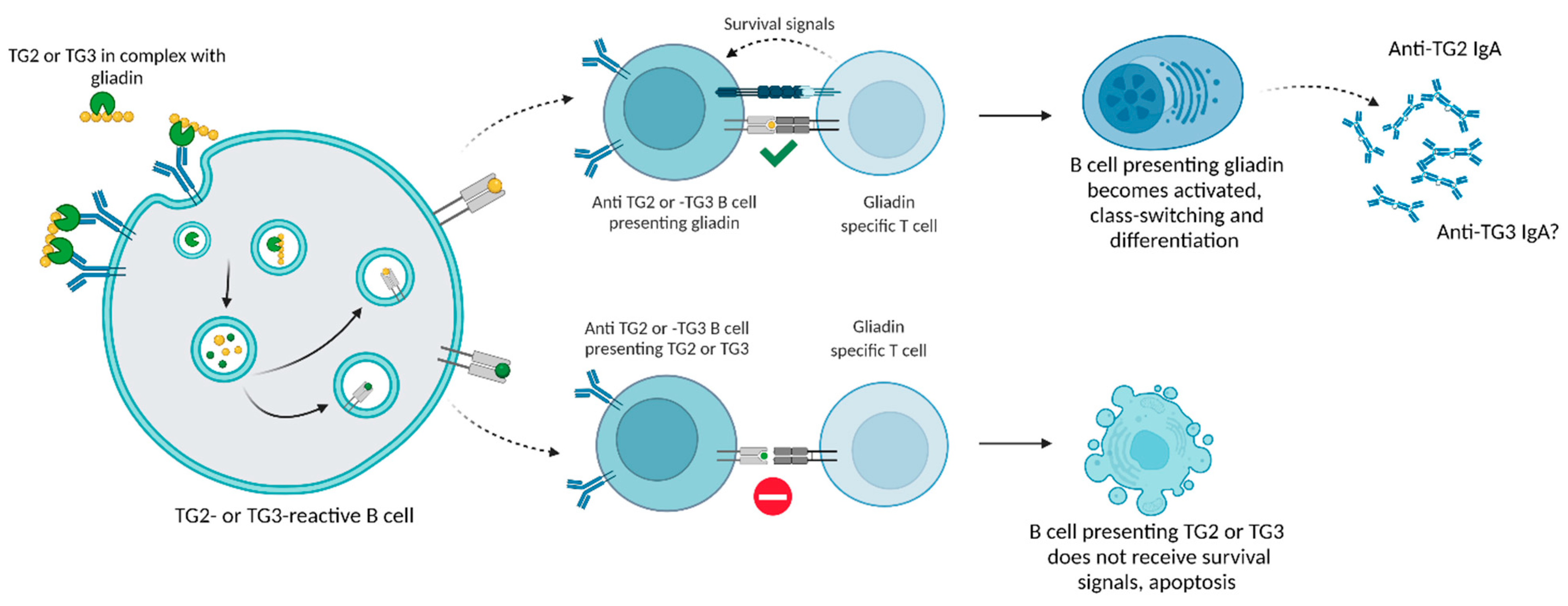 IJMS Free FullText Antibody Responses to Transglutaminase 3 in Dermatitis Herpetiformis