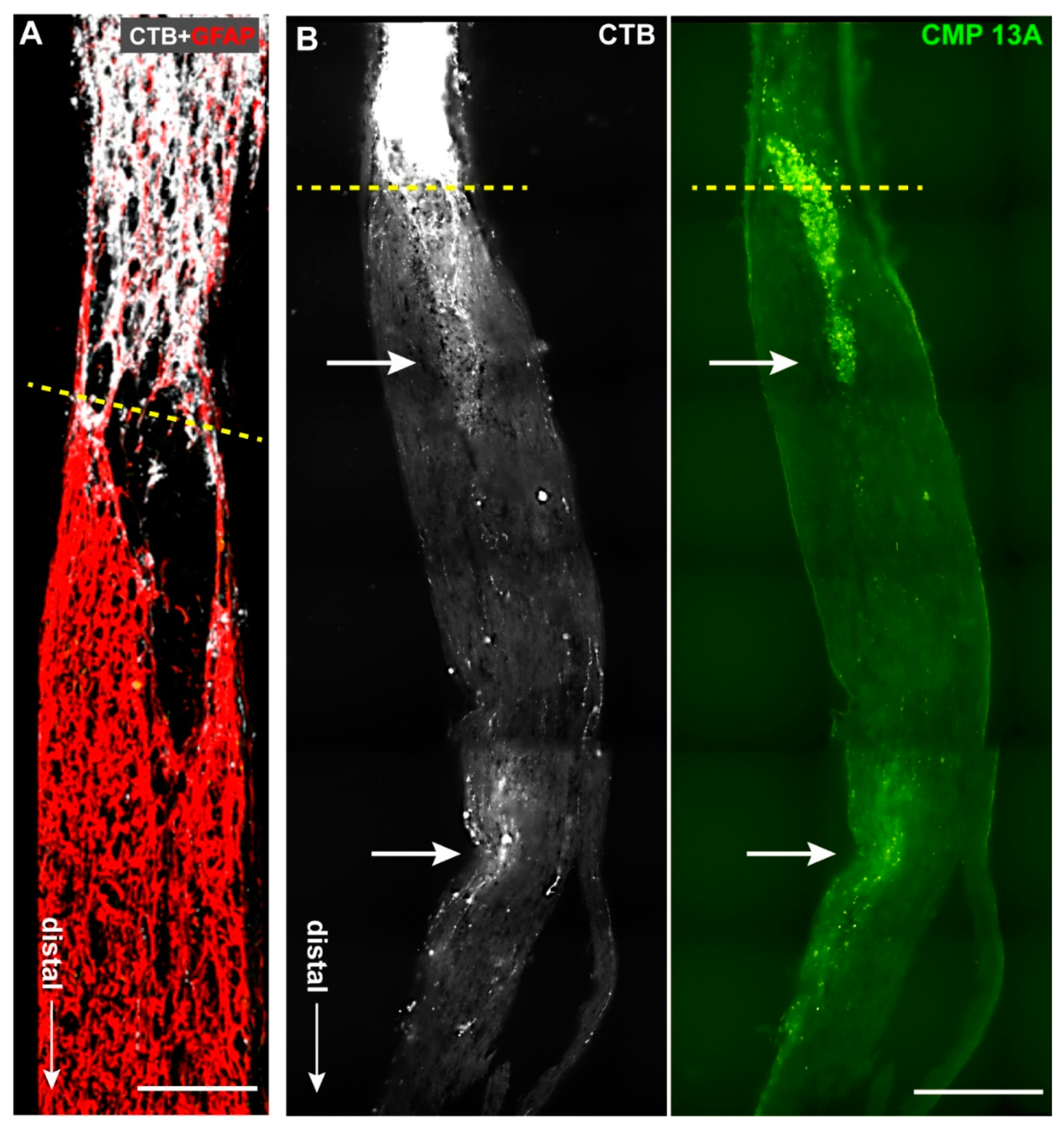 Ijms 23 02911 g003 Ijms 23 02911 g003