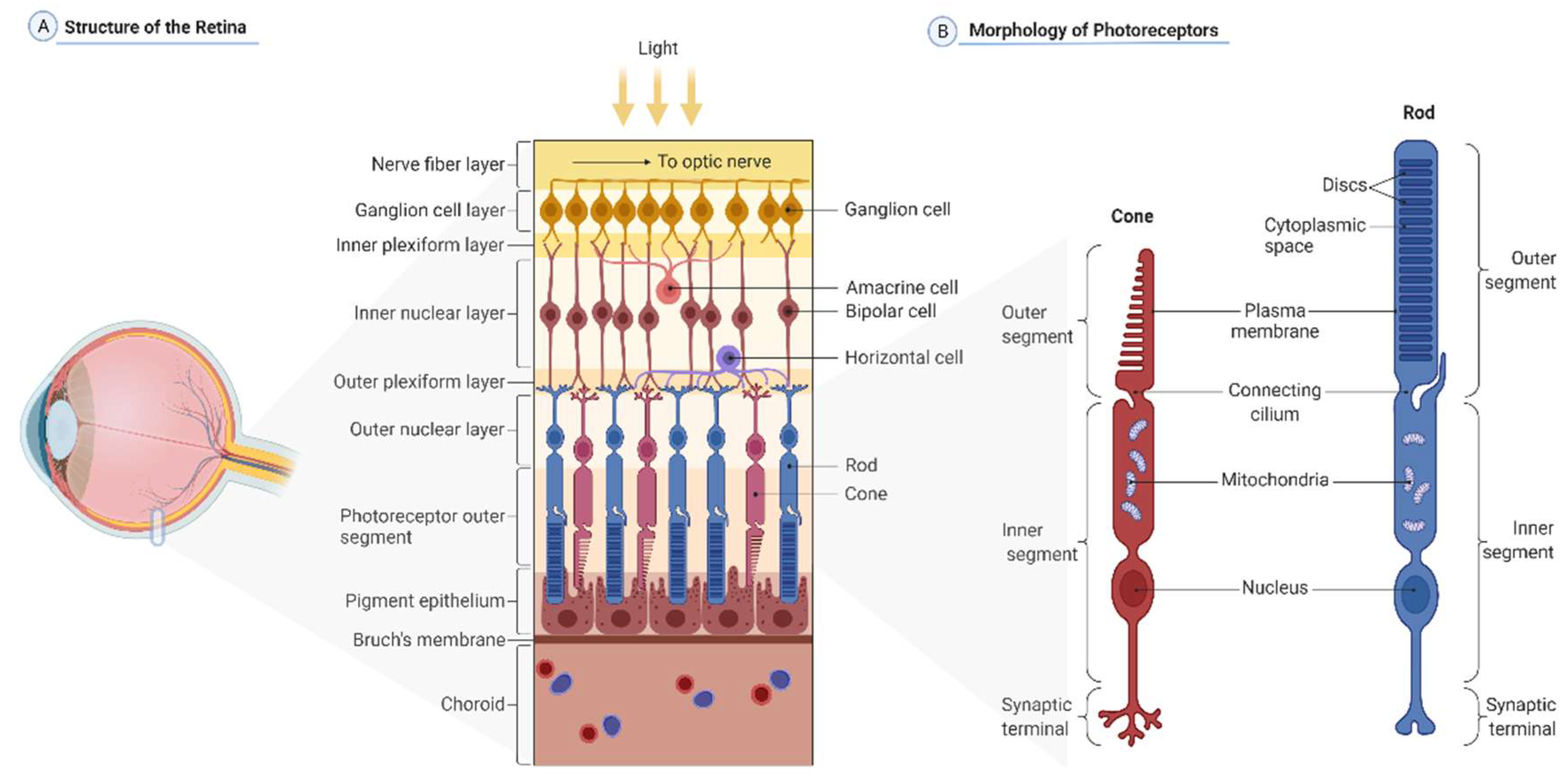 PDF) Integrating Retinal Variables into Graph Visualizing