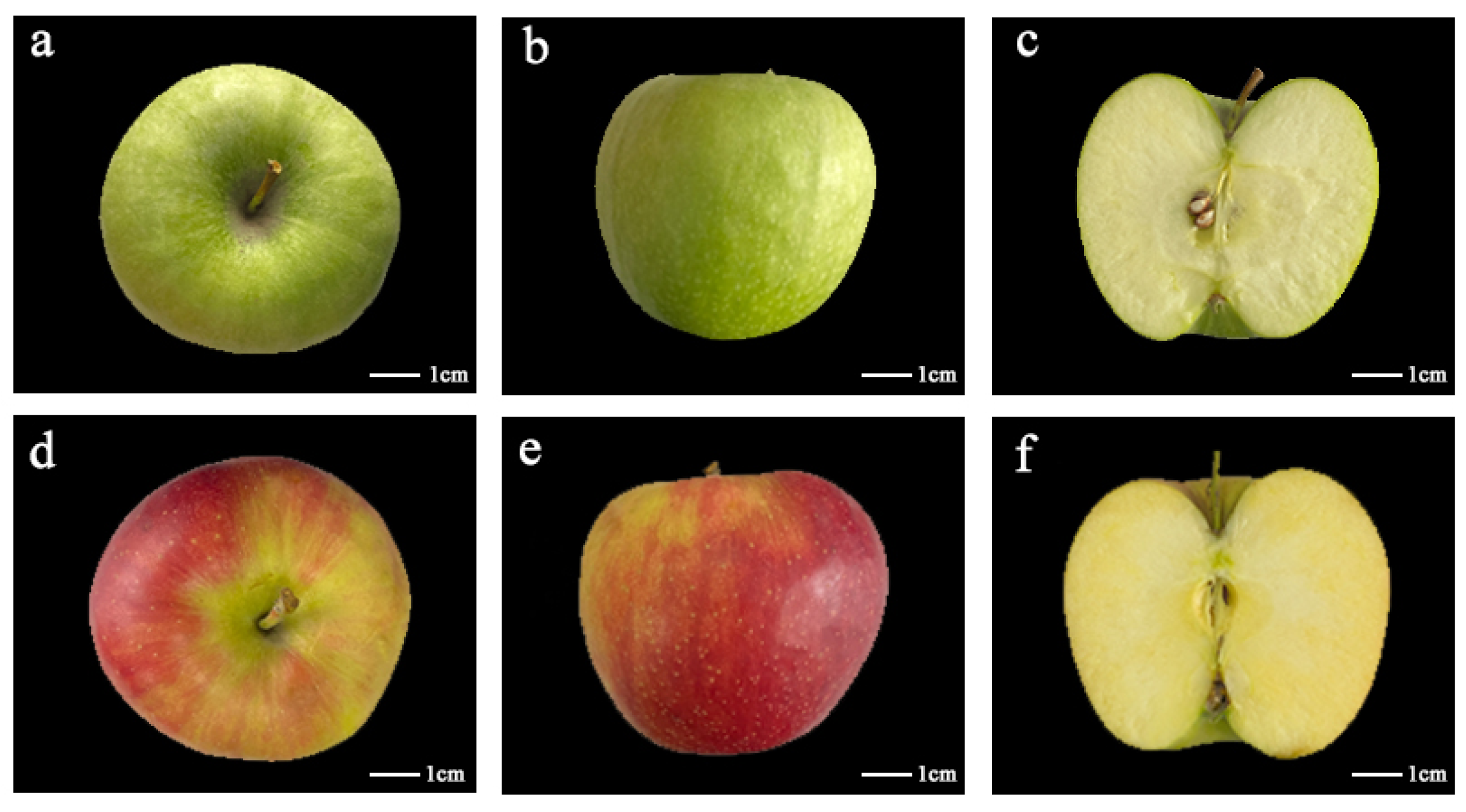 Researchers Sequence Genome of Honeycrisp Apple Cultivar