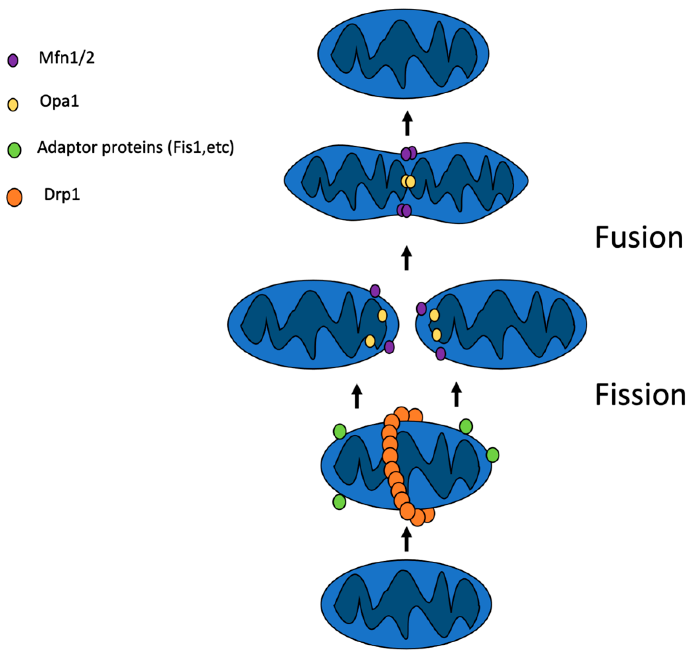 Ijms 23 02951 g001 550