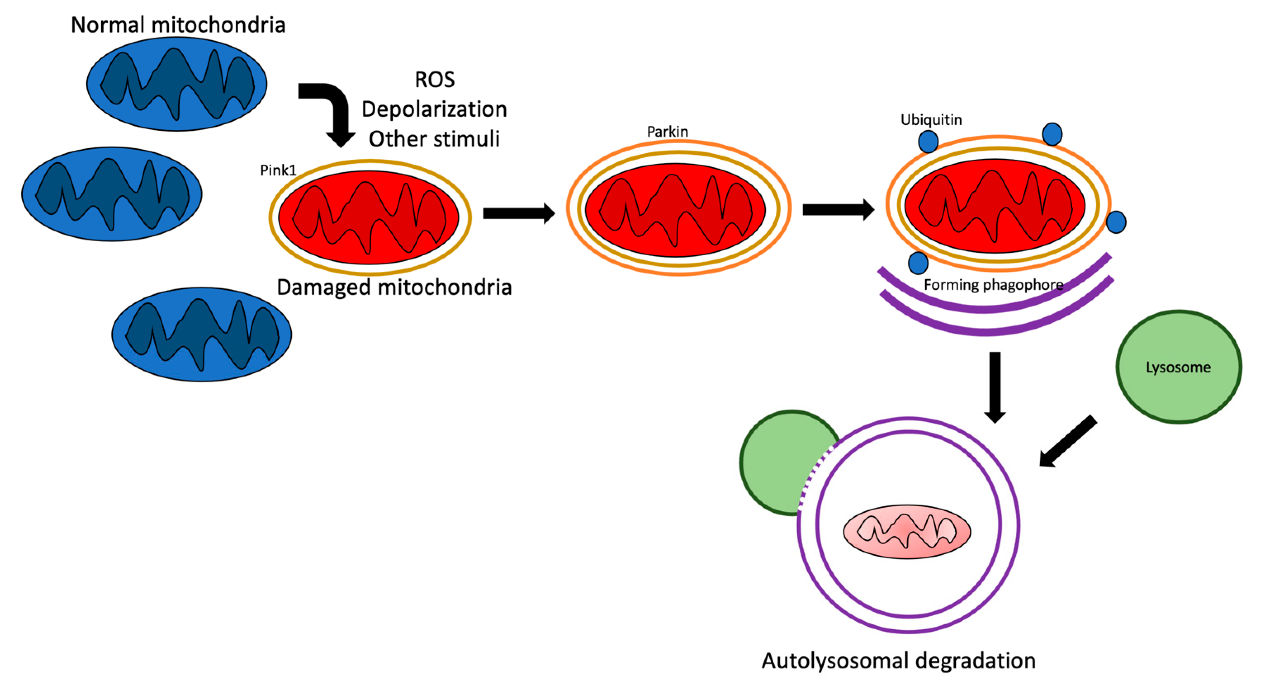 Ijms 23 02951 g002 550