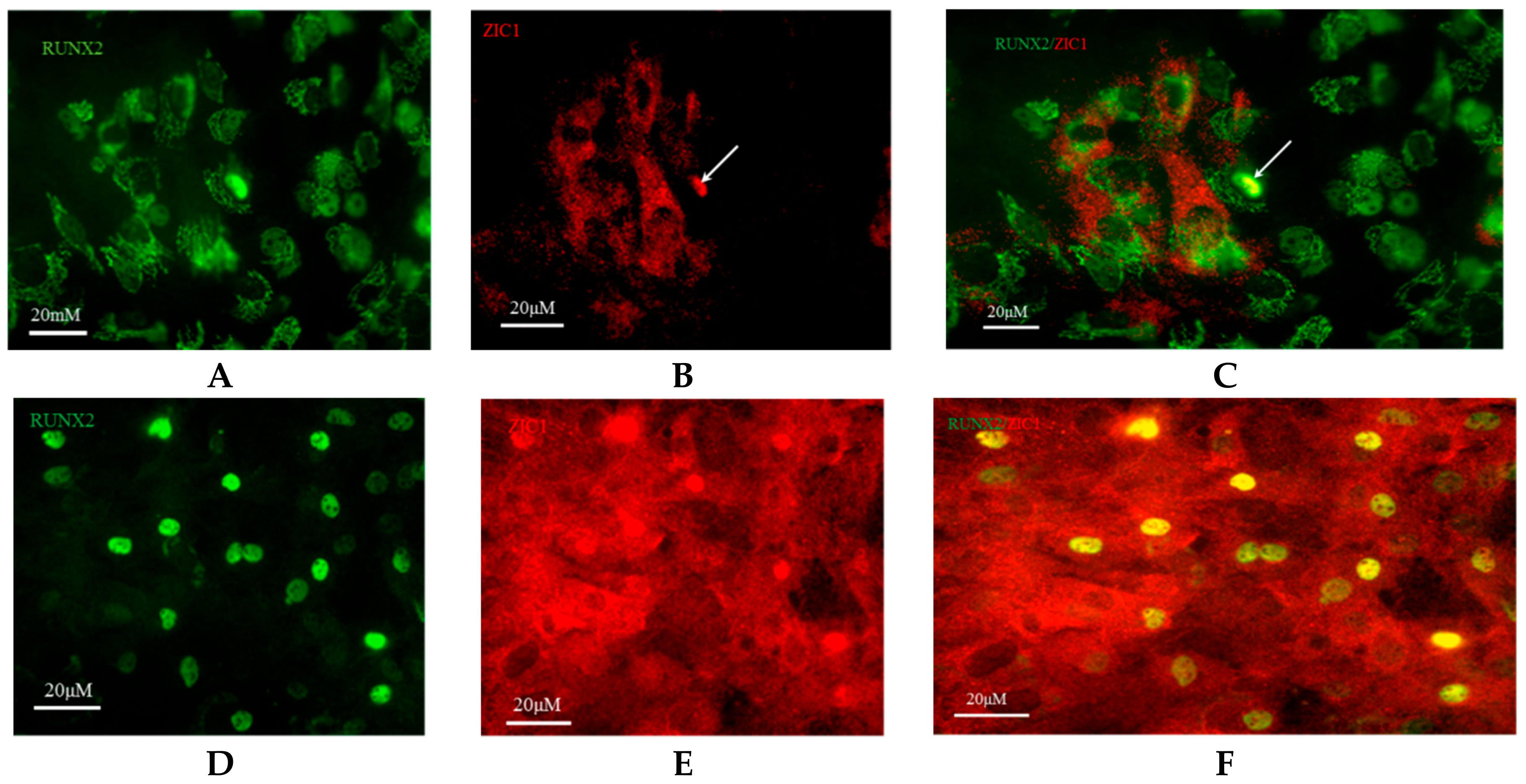 Ijms 23 02957 g004 550