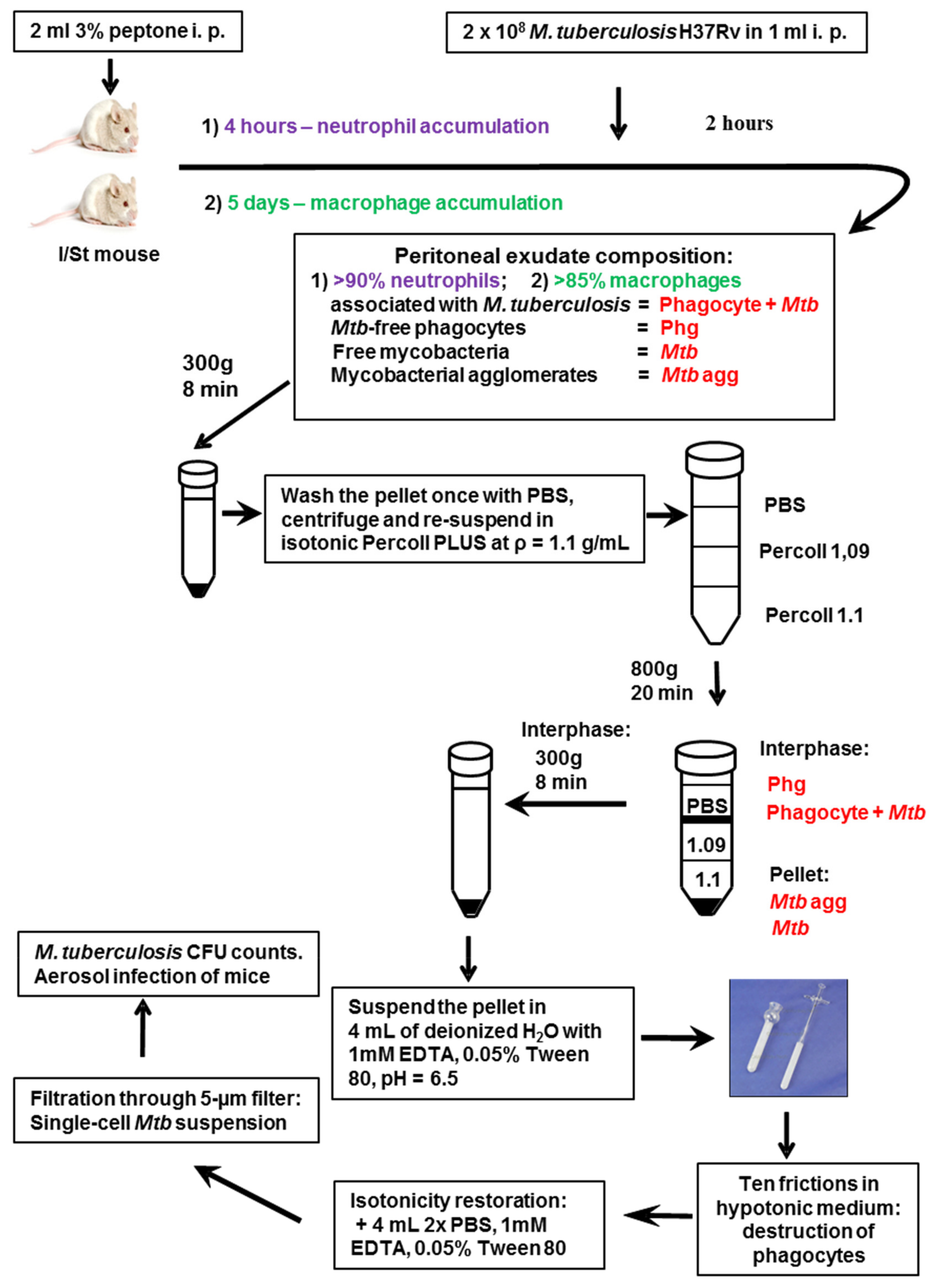 Ijms 23 02961 g006 Ijms 23 02961 g006
