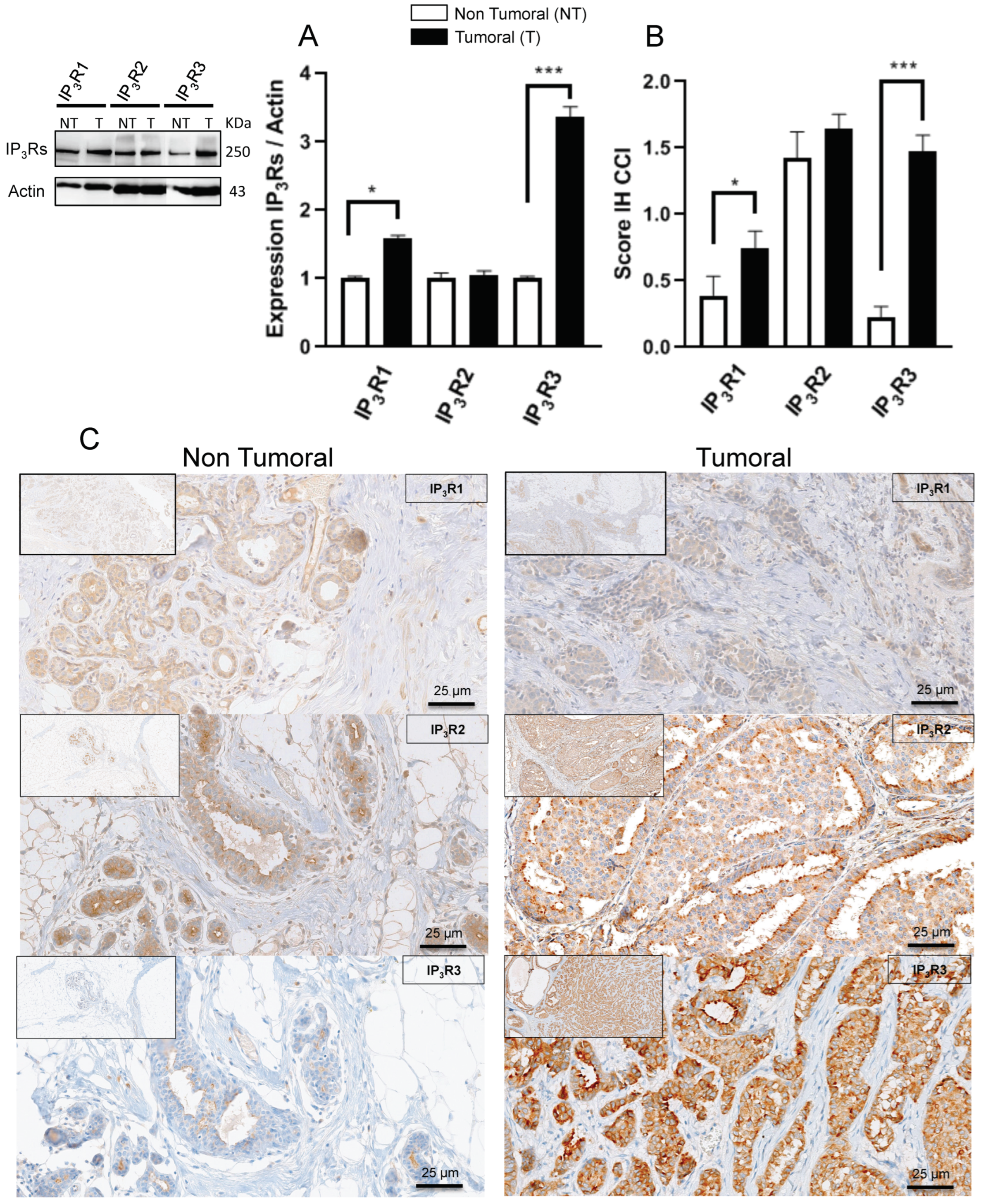 Ijms 23 02962 g001 550