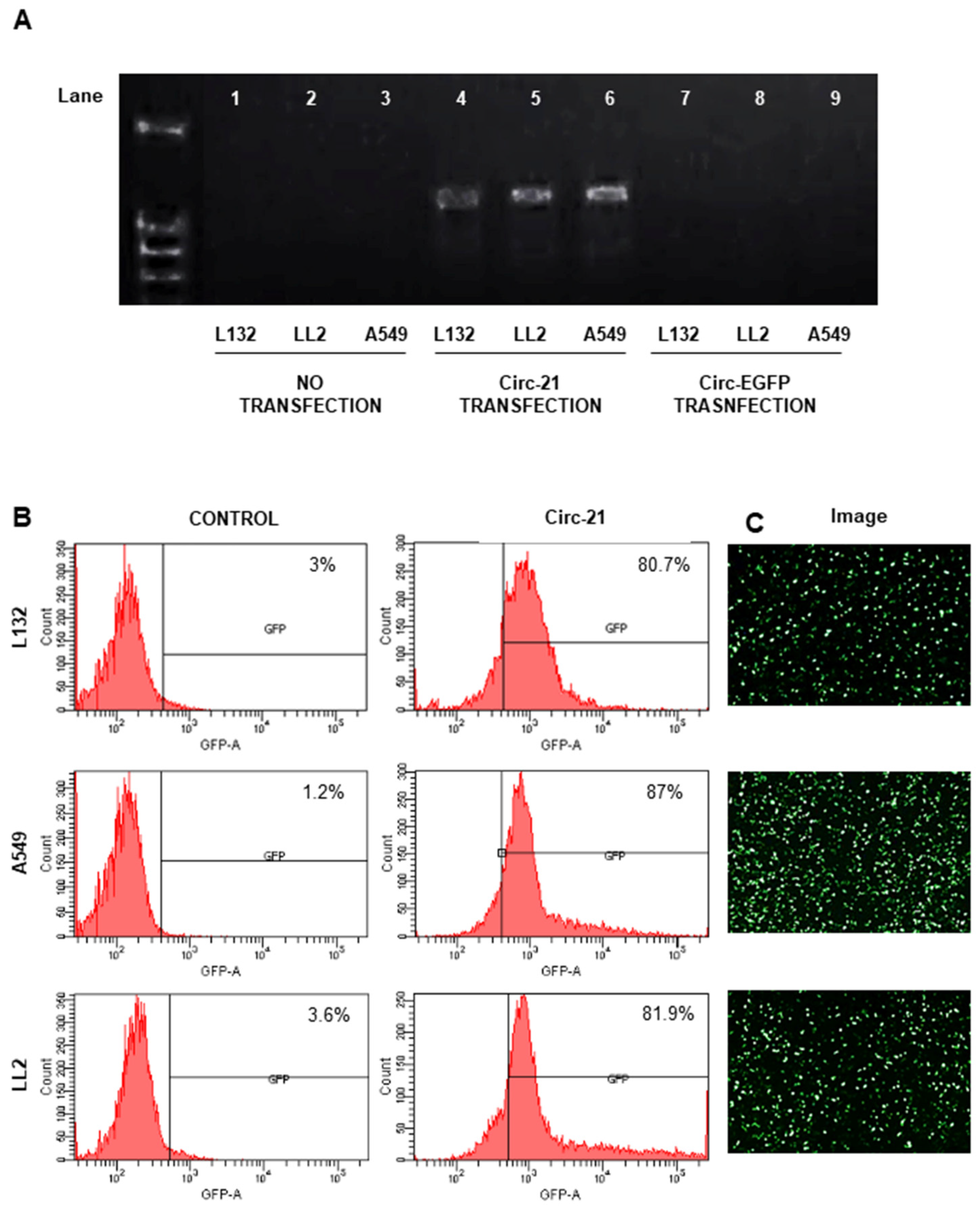 Ijms 23 02963 g003 Ijms 23 02963 g003